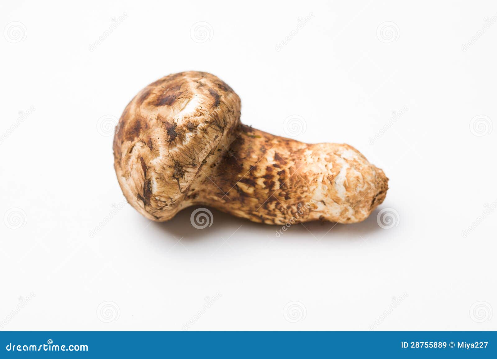 Matsutake mushroom stock image. Image of brown, fungi 28755889