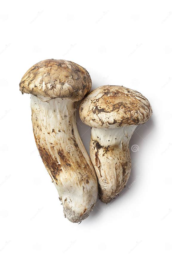 Matsutake mushrooms stock image. Image of vertical, vegetable 22161955