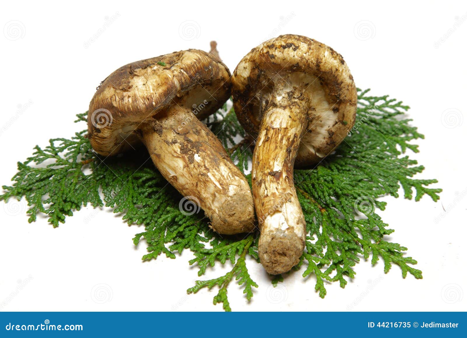 Matsutake Pilz stockbild. Bild von betrieb, jahreszeit 44216735