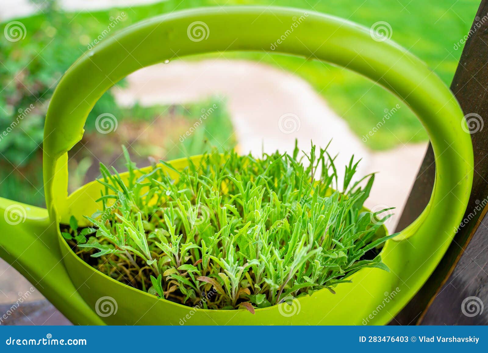 matthiola long-petal germinated in a homemade garden pot made from a plastic watering can. levkoy ornamental grows close-up on a