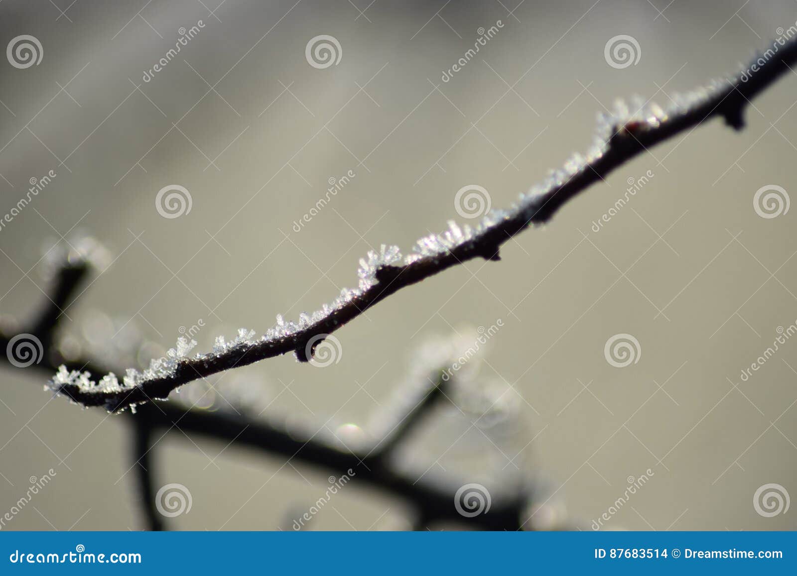 Mattina gelida di inverno. Dettaglio del ramoscello con i cristalli di ghiaccio su una mattina in anticipo di inverno