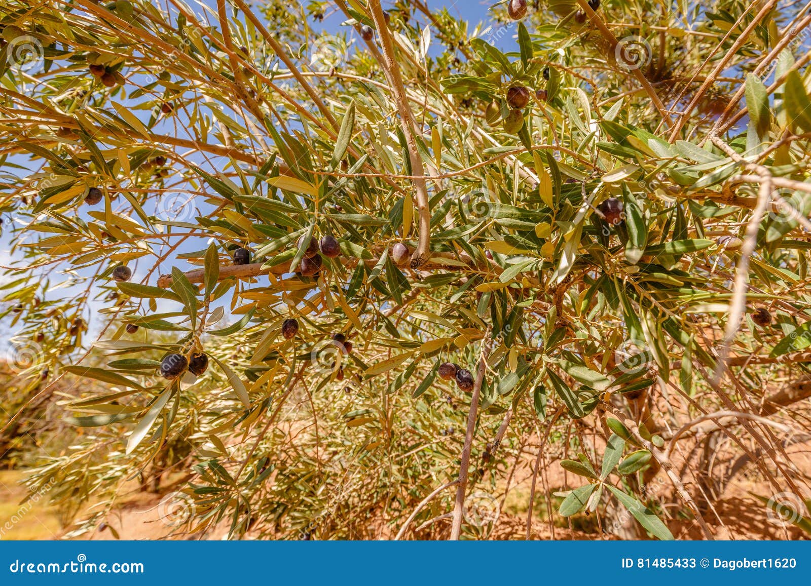 Maturation Du Fruit Olive Au Maroc Image stock Image du arabe, vieux