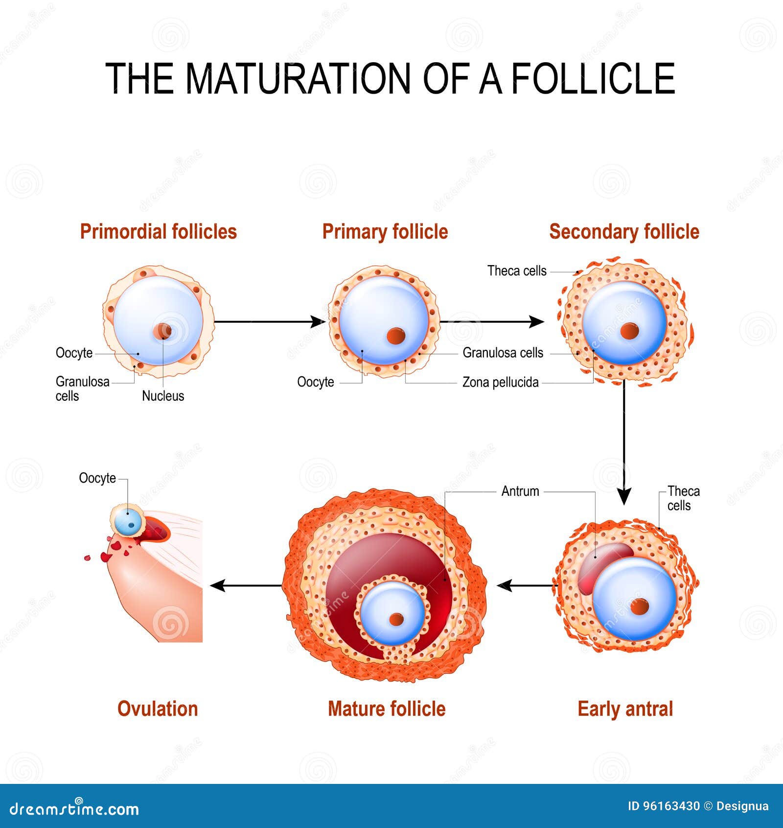 maturation of a follicle