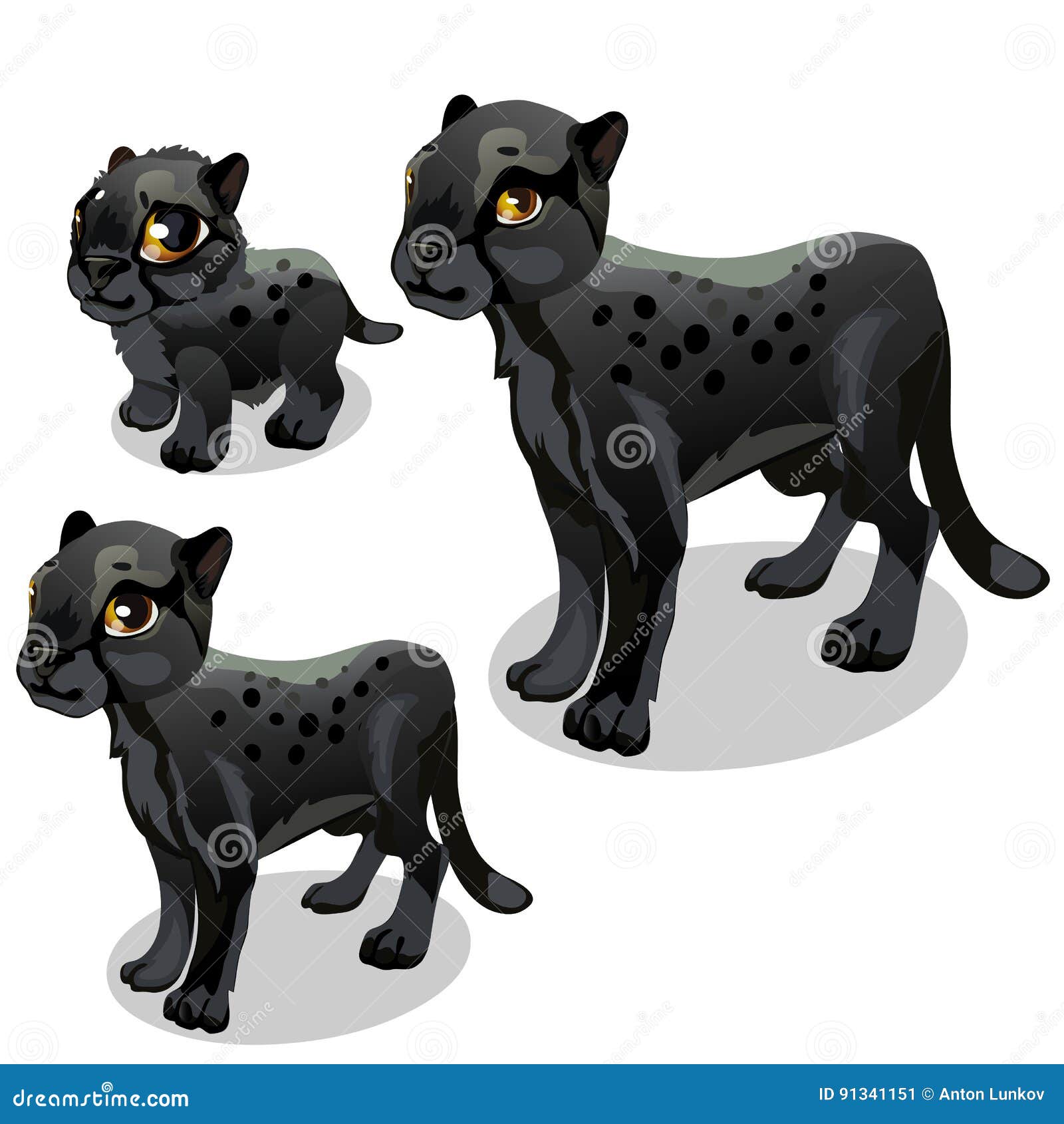 Maturation Stages of Black Panther. Vector Stock Vector - Illustration