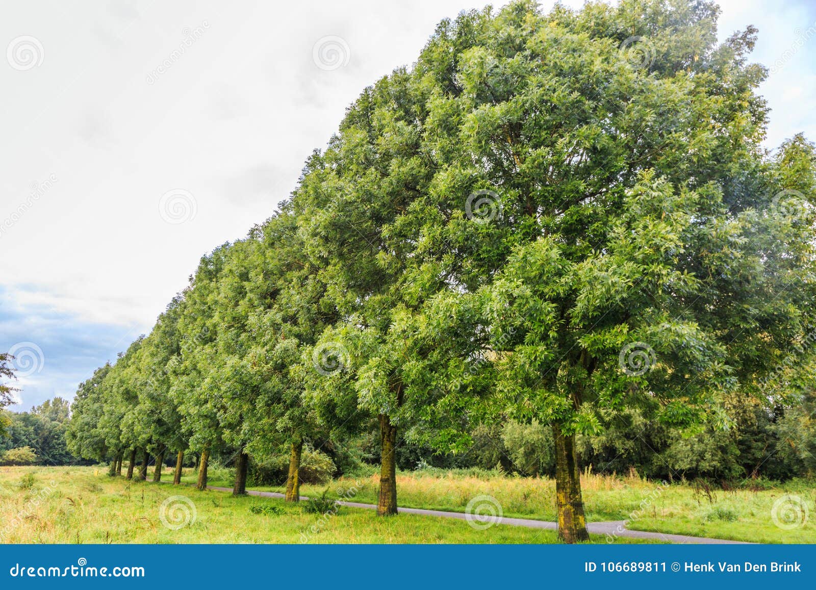 Hælde svinekød jorden Mature Ash Tree, Fraxinus Exelcior, As Avenue Planting in a Nature Park  Stock Image - Image of fraxinus, transparent: 106689811
