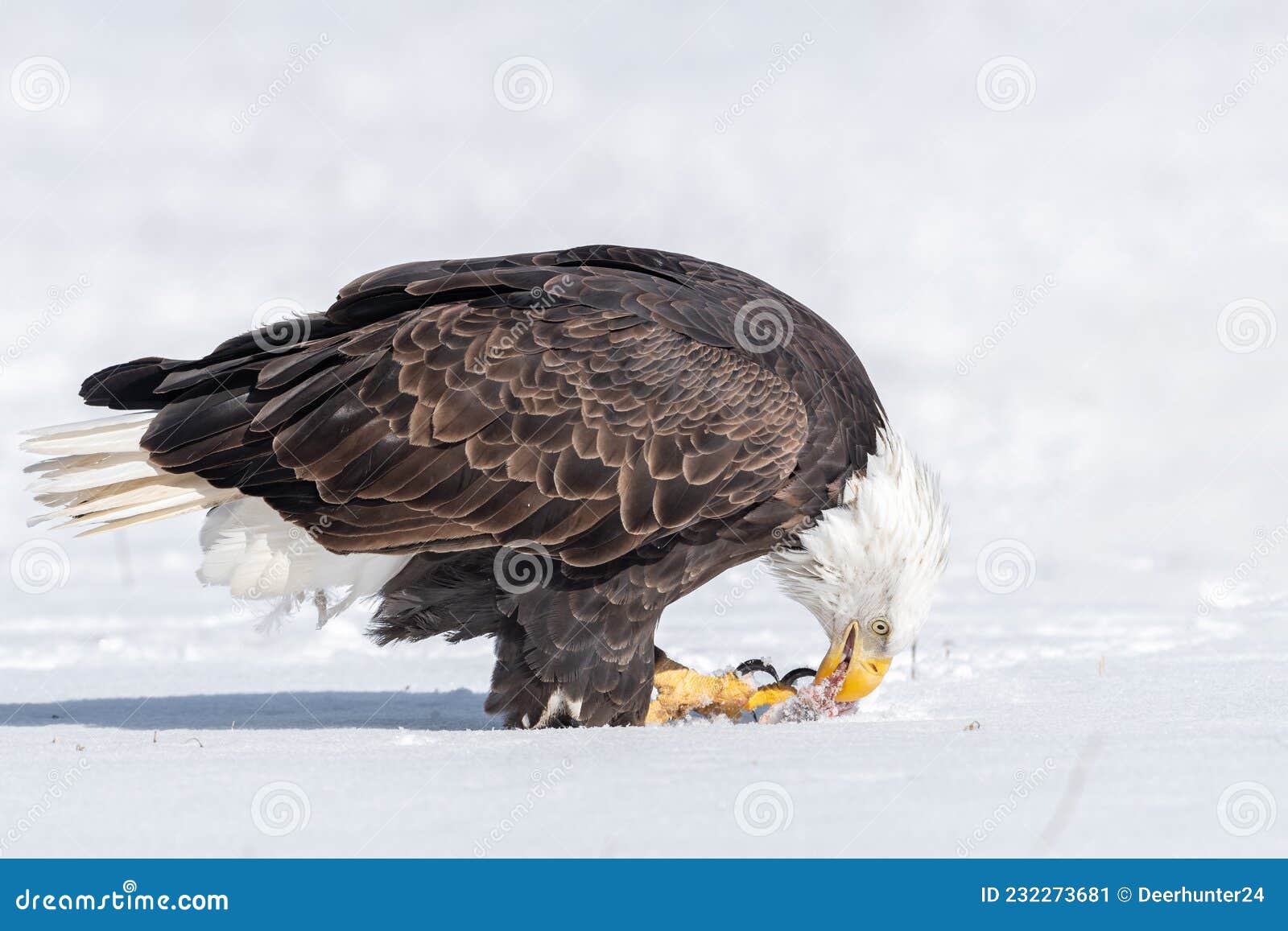 A Mature Bald Eagle Standing in Snow Stock Image Image of large, feathers 232273681