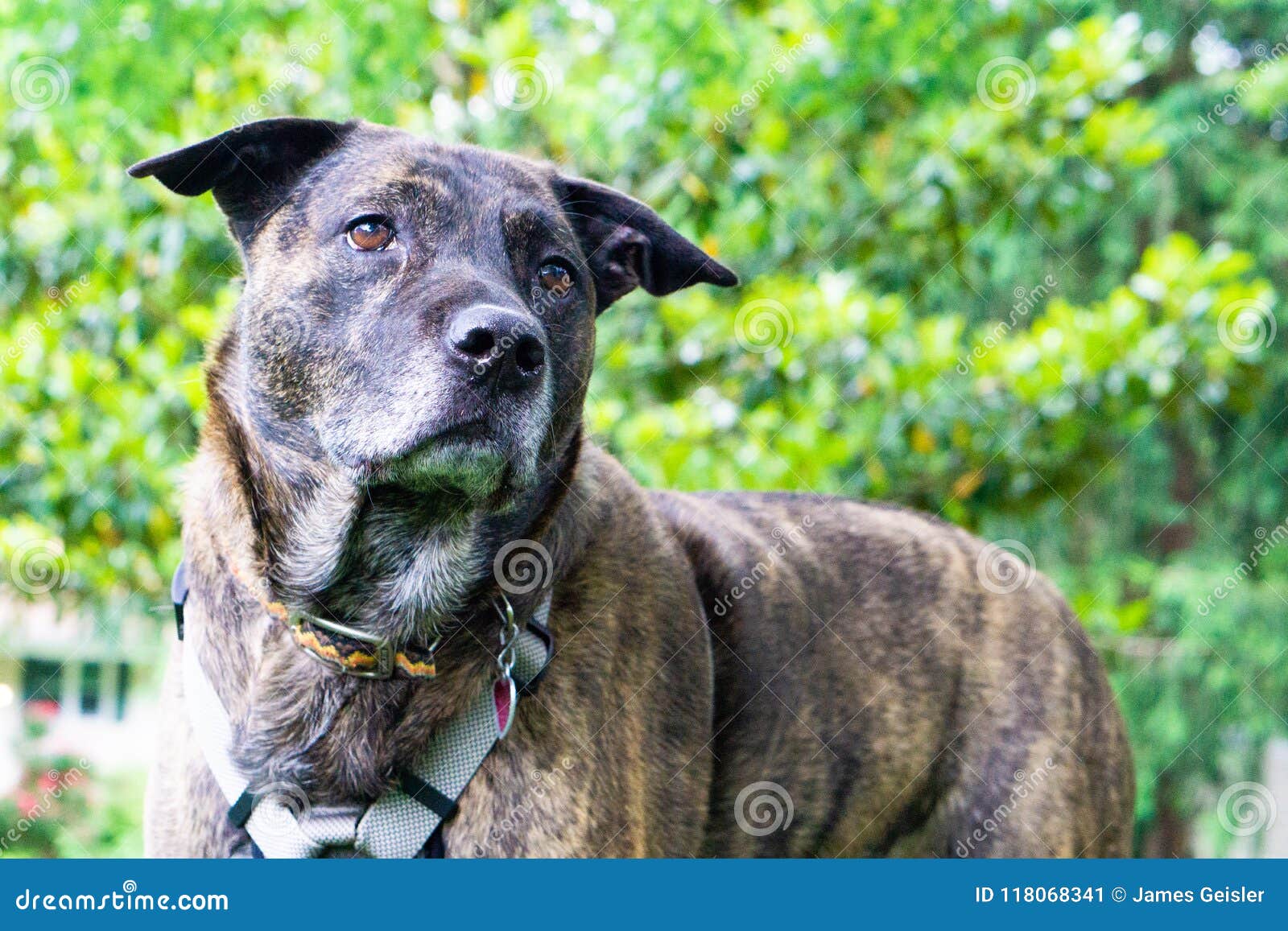 pitbull lab brindle