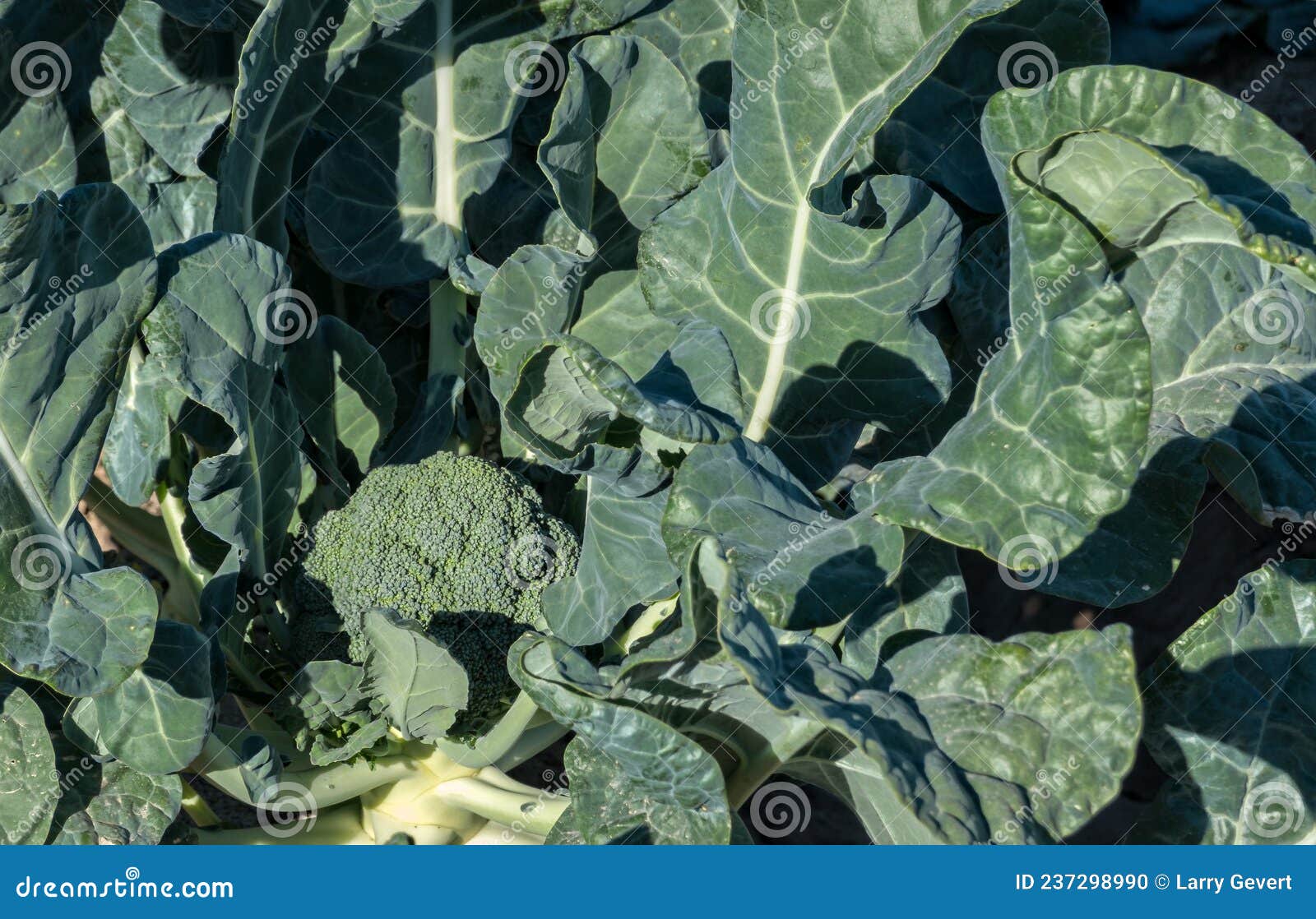 Broccoli plant at harvest stock photo. Image of color 237298990