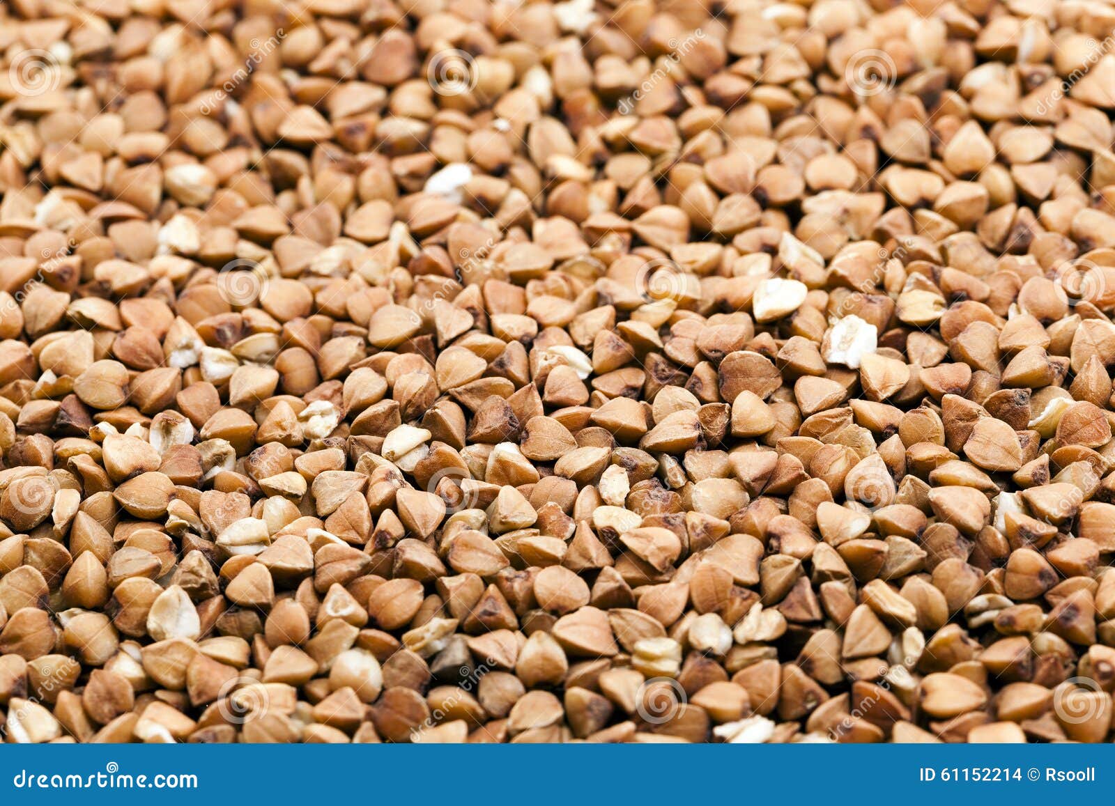 Mature buckwheat closeup stock photo. Image of agriculture 61152214