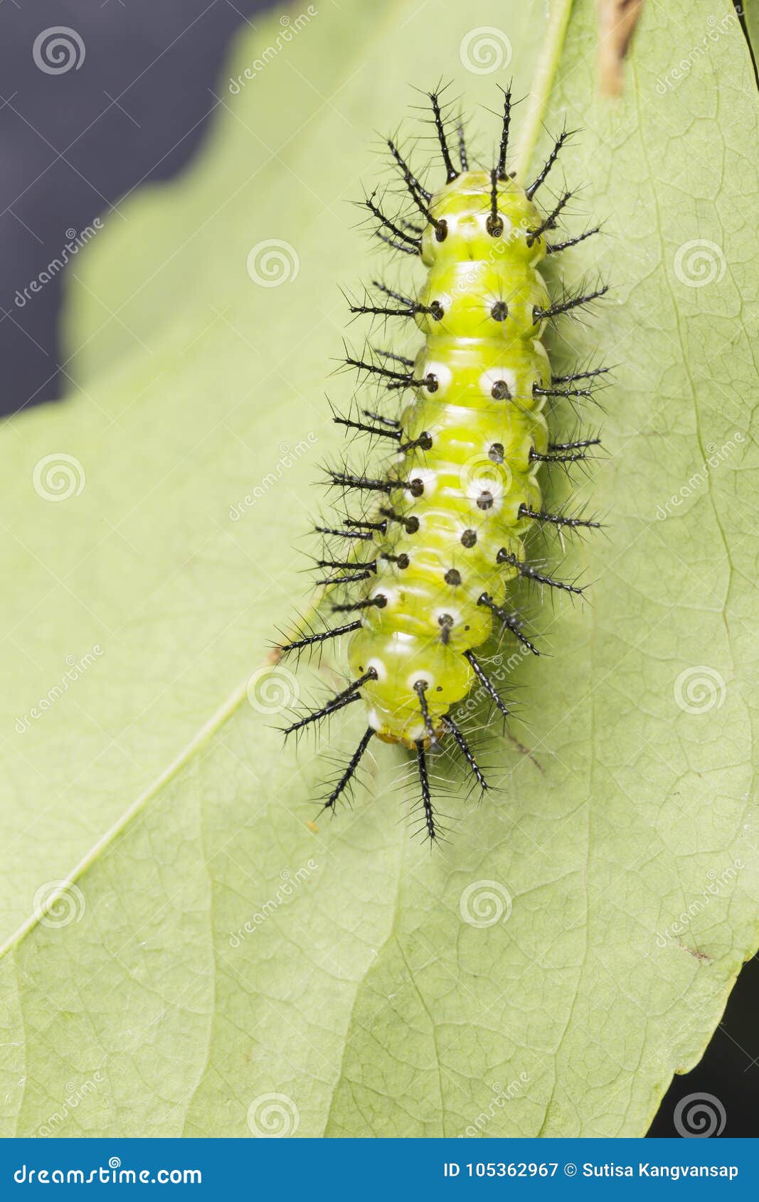 Yellow Caterpillar Identification Chart