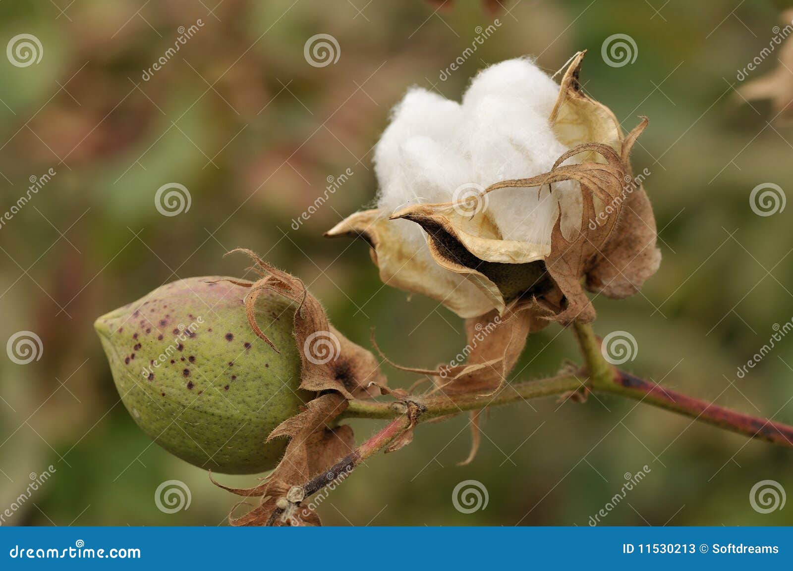 mature cotton