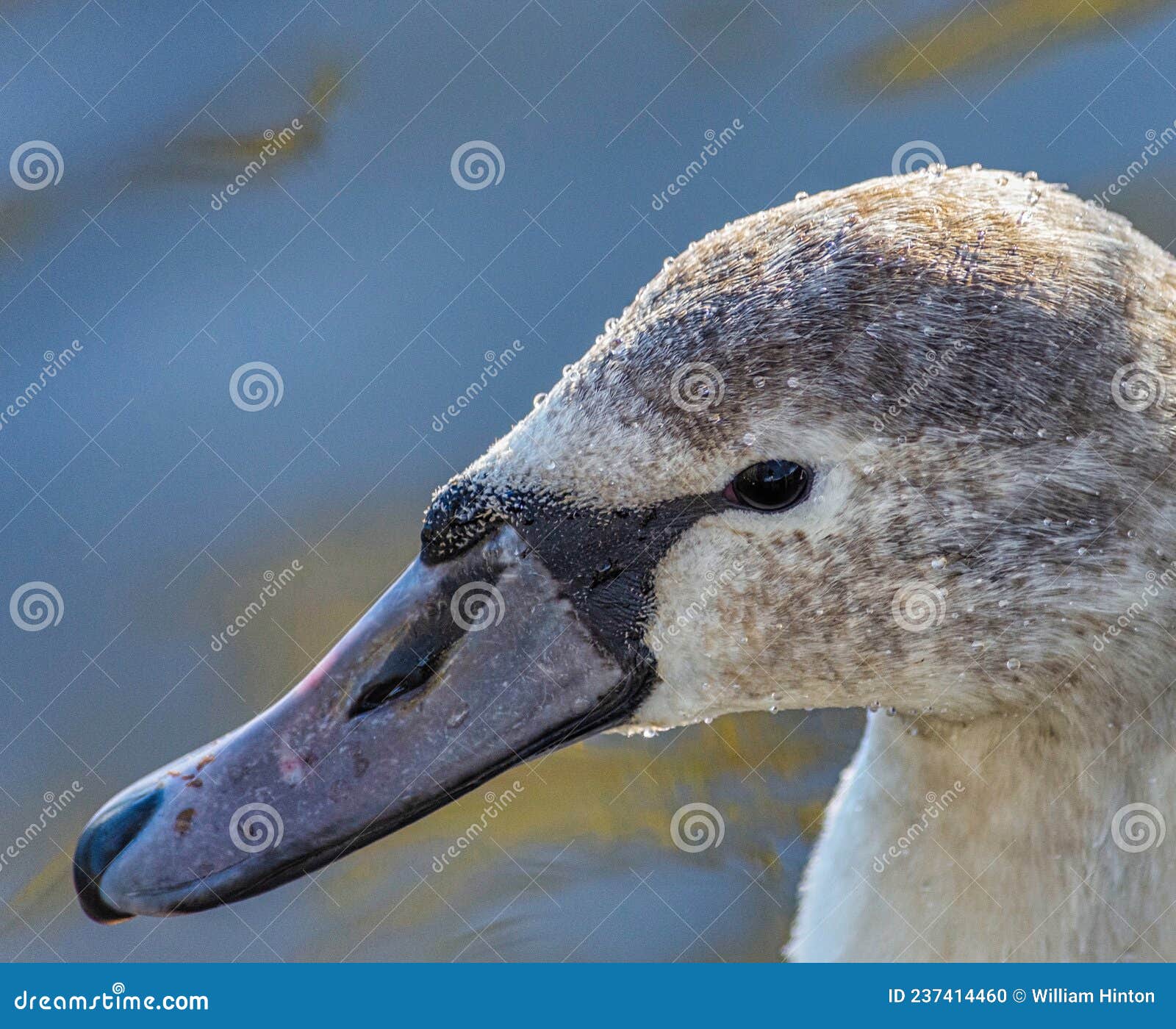 Mature Close Up of Head . Stock Photo Image of head