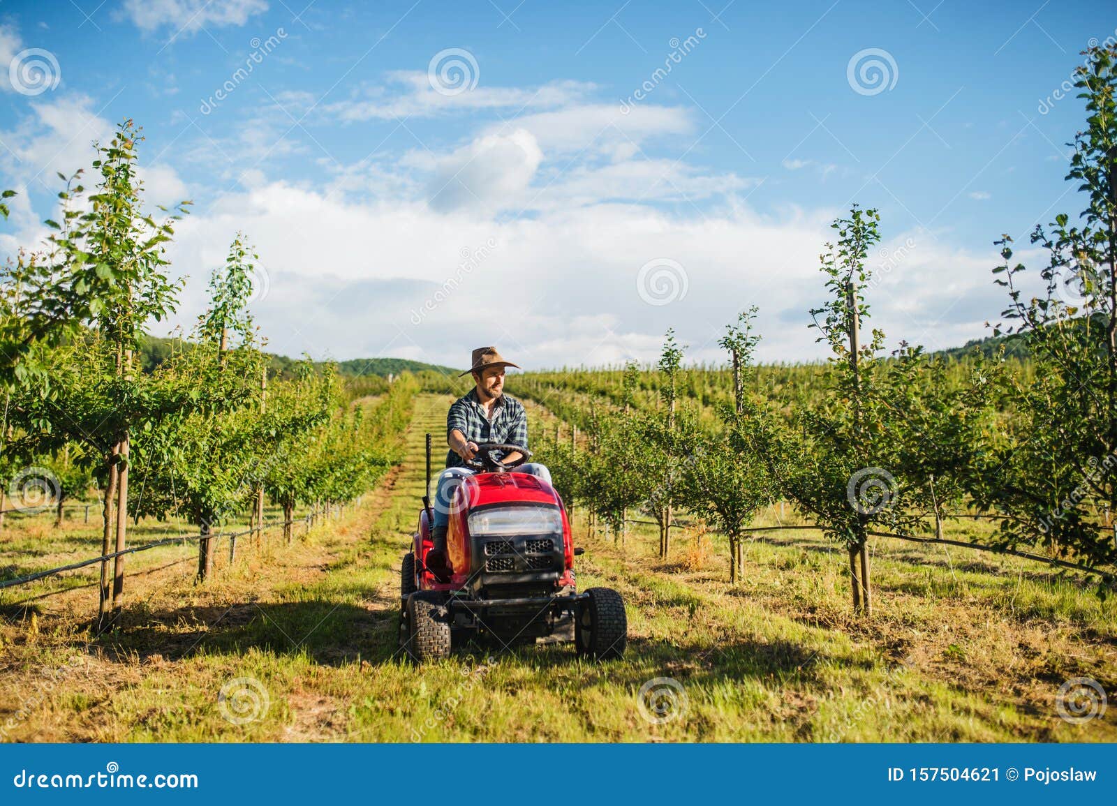 A Mature Farmer Driving Mini Tractor Outdoors in Orchard. Stock Image