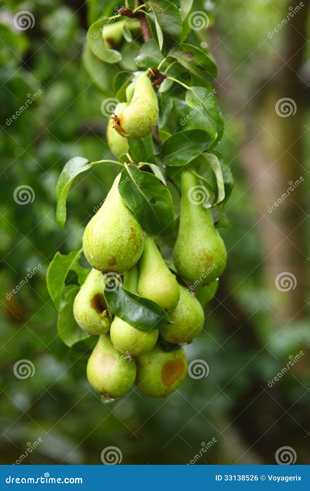 Mature Fruit in the Branch of a Tree Stock Photo Image of freshness