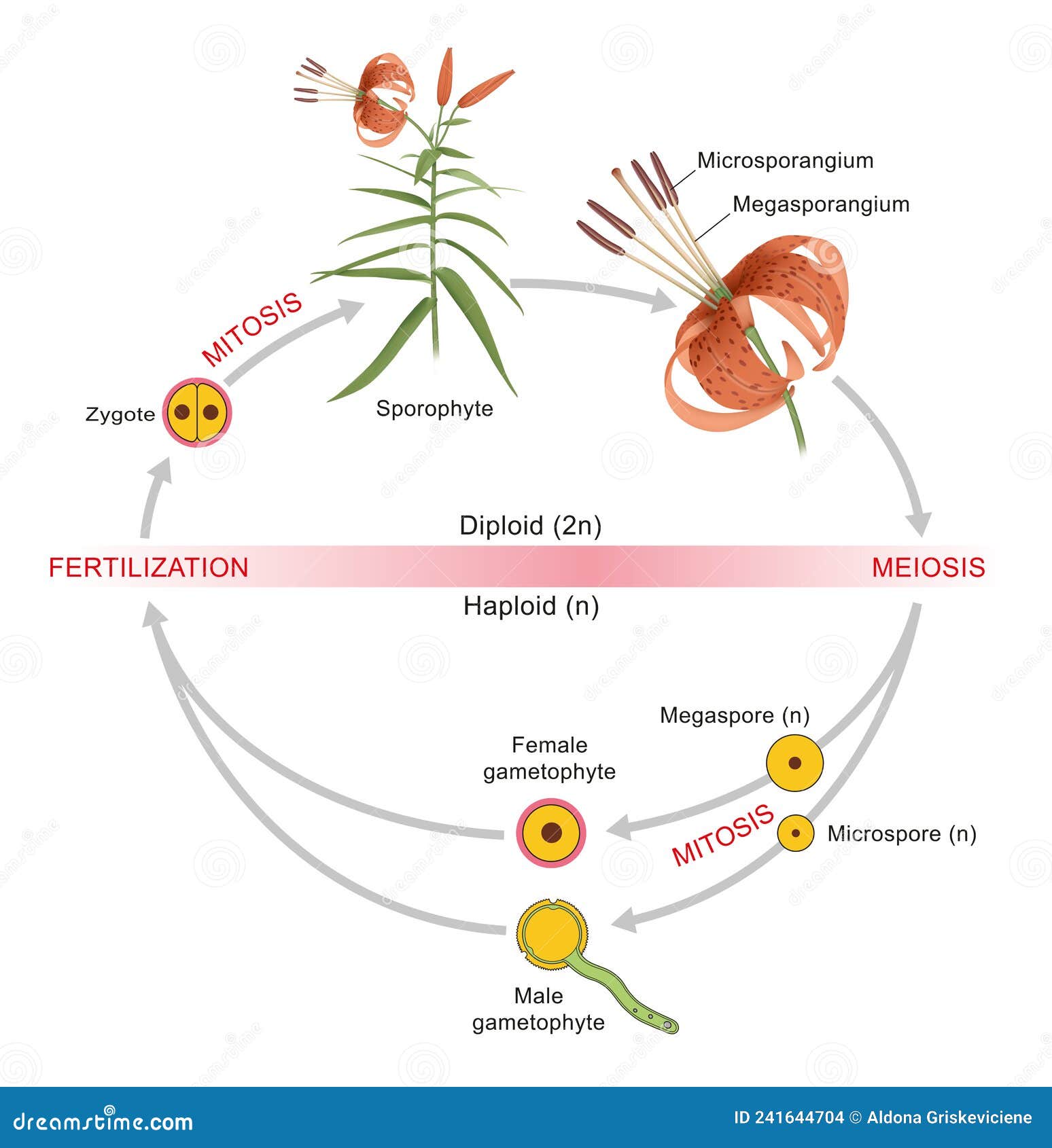 plant life cycle. alternation of generations between a diploid sporophyte and a haploid gametophyte