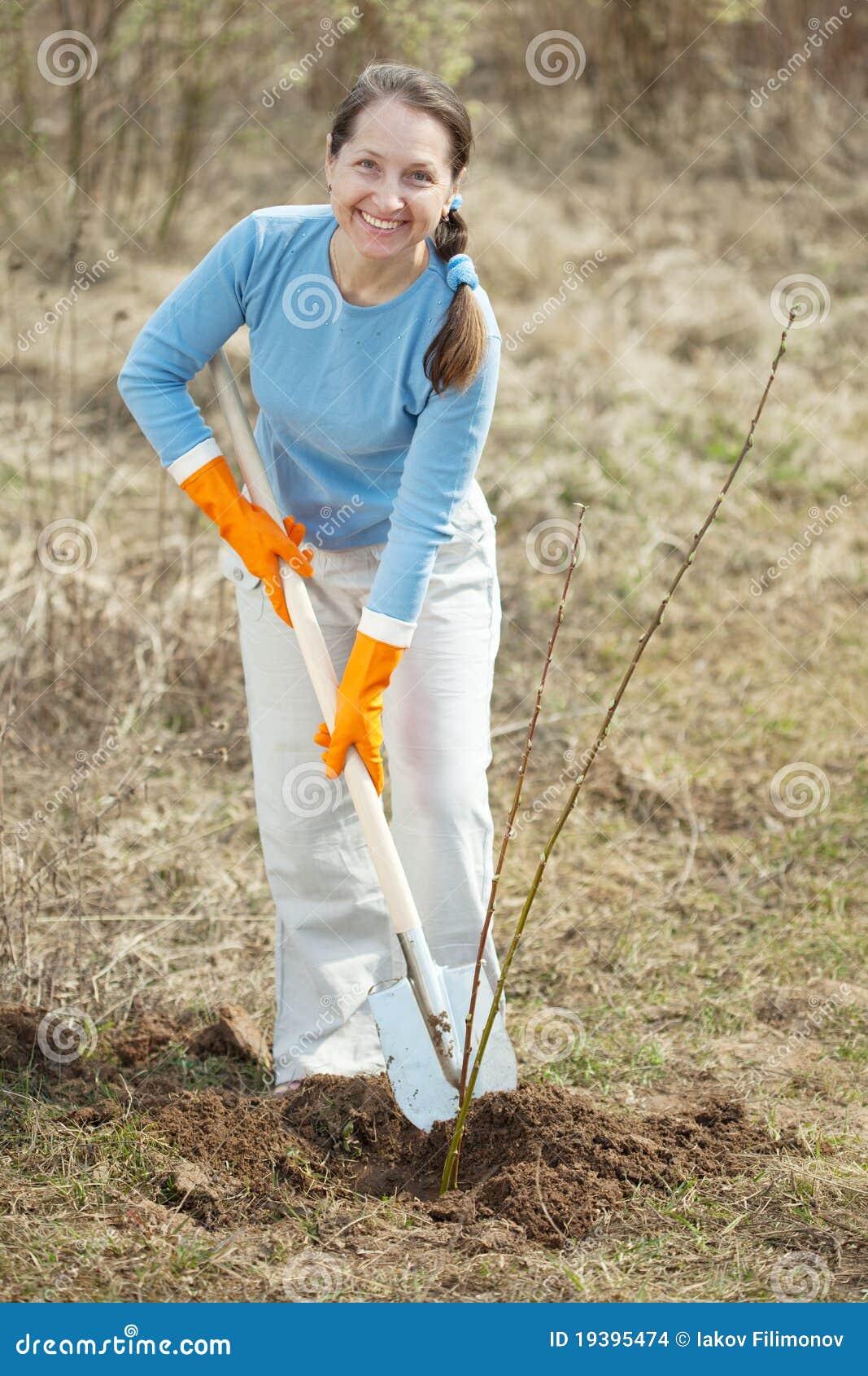 Mature Gardener Planting Sprouts Stock Photo Image of farmer, rural