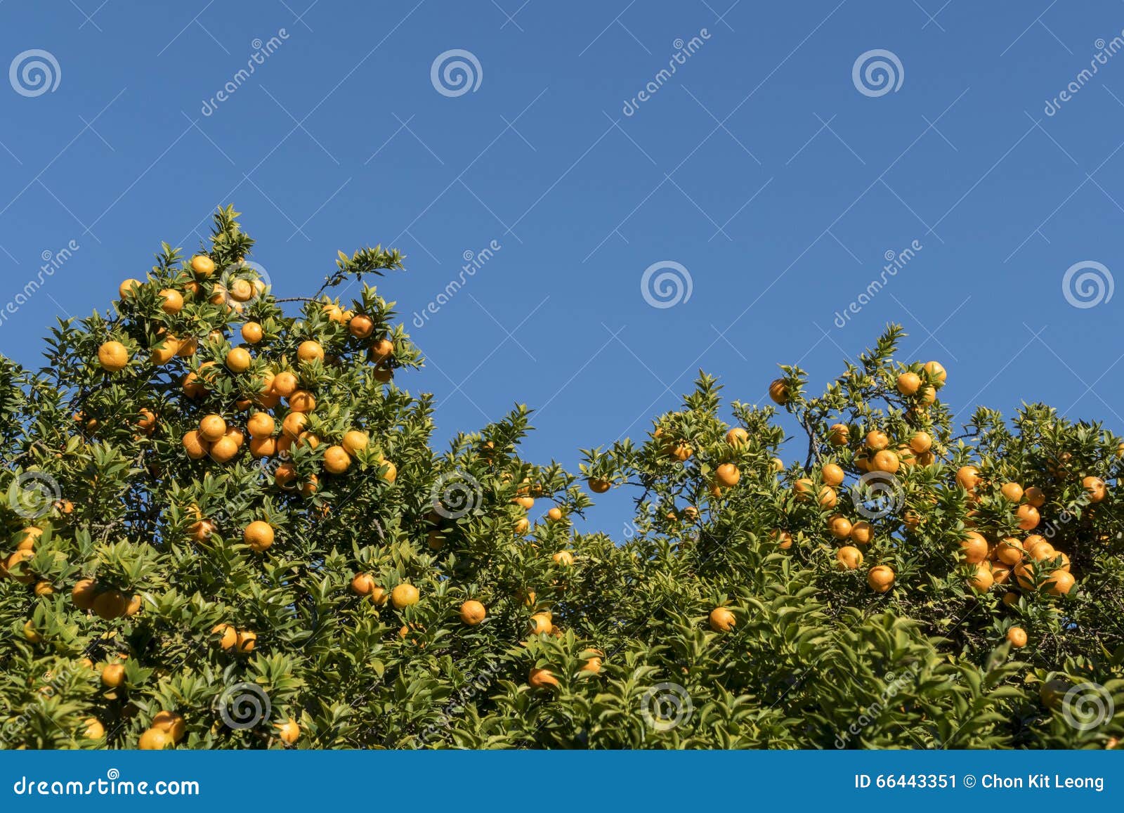 Mature, Juice California Orange Growing Stock Image Image of united