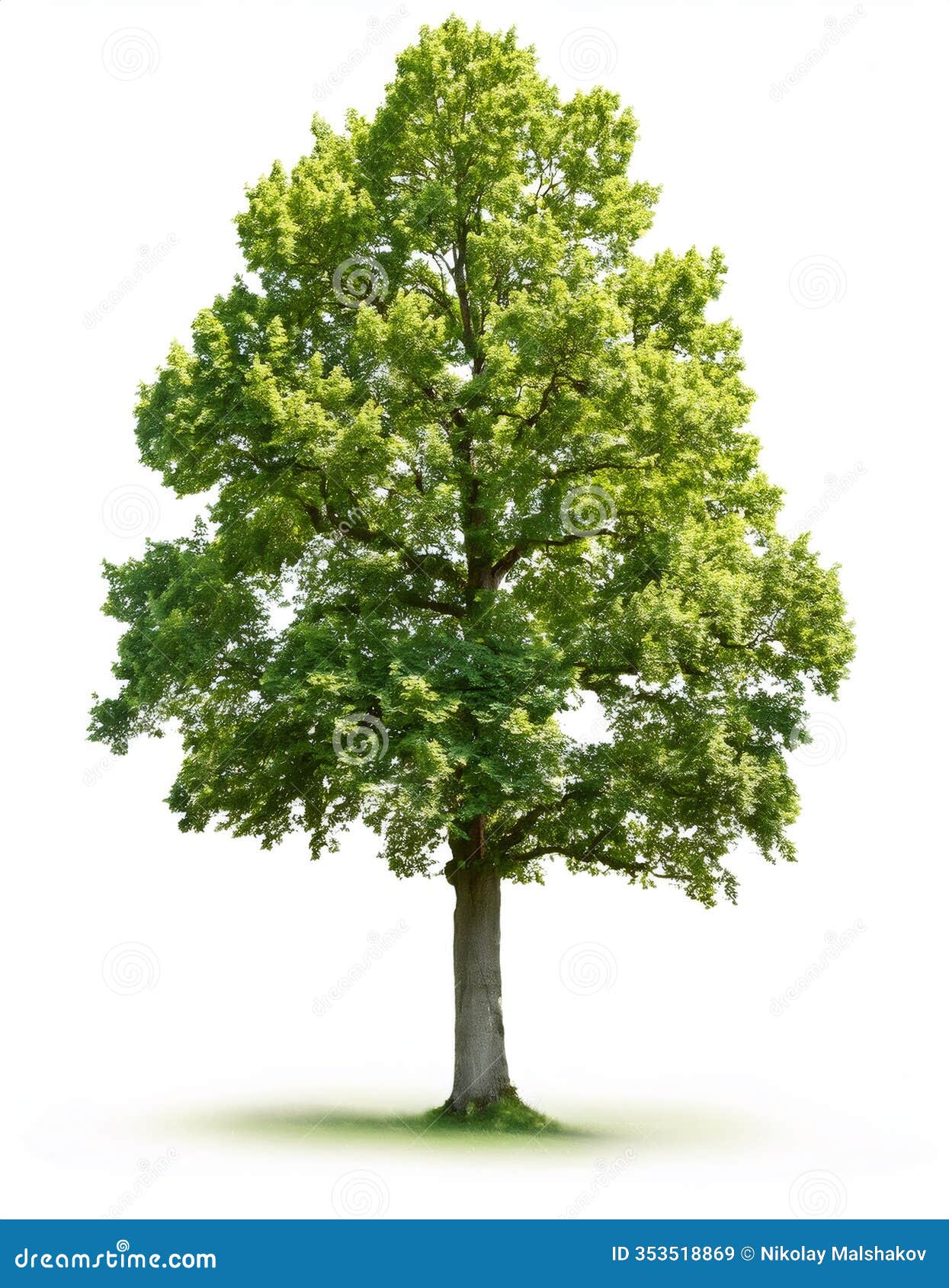 mature linden tree with sharp focus, pristine white background, ready for graphic  applications