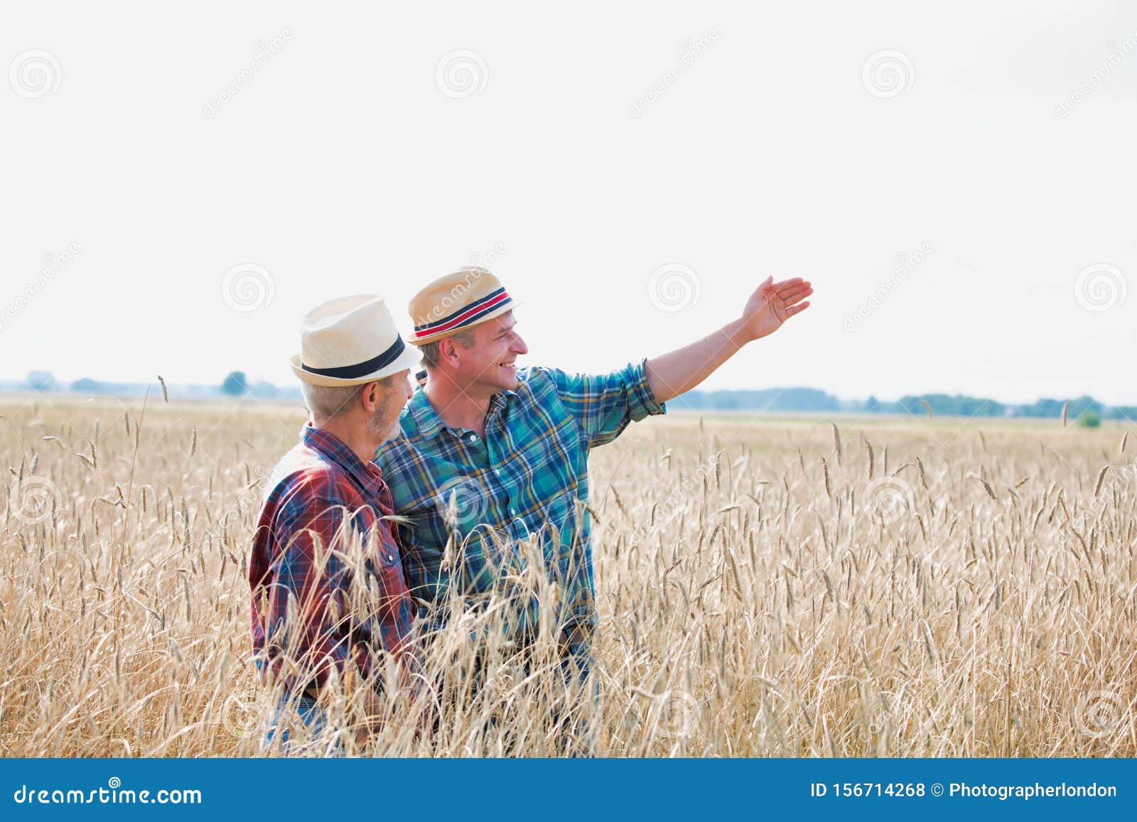 mature male farmer showing showing wheat corp to senior farmer in field