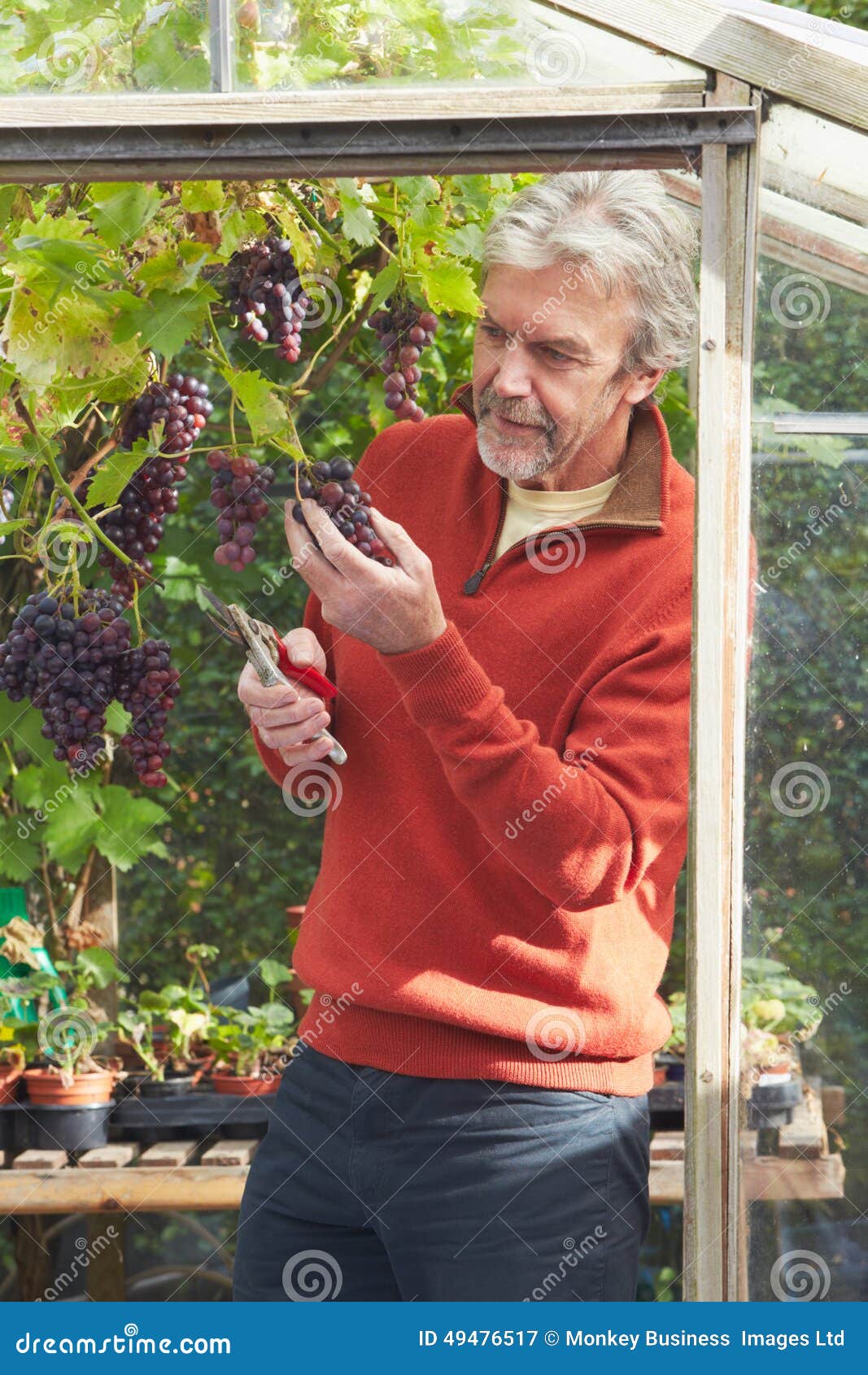 mature man cultivating grapes in greenhouse