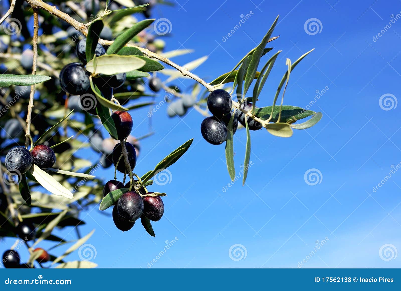 Mature olives on branch. stock photo. Image of fruit 17562138
