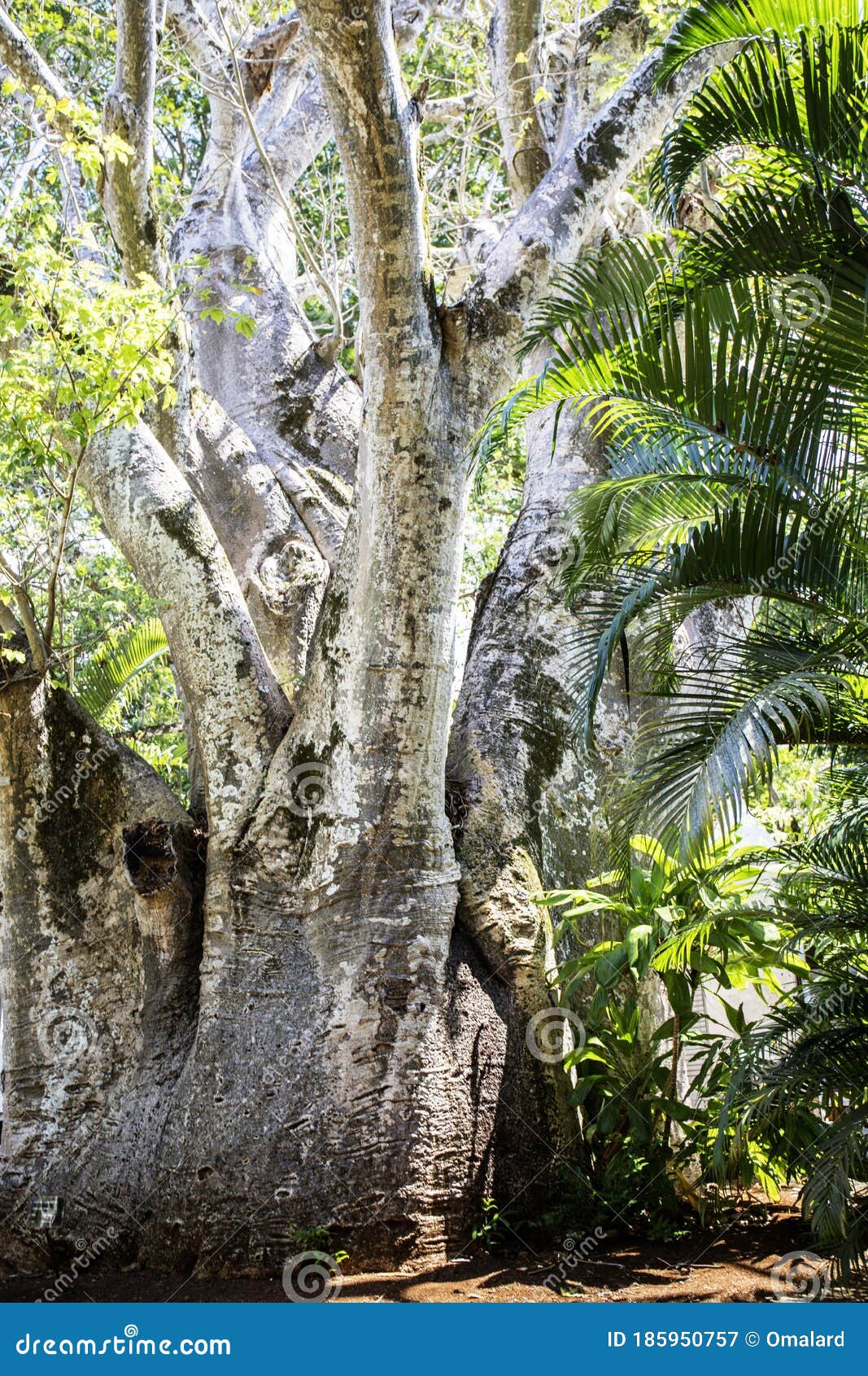 Mature palm tree stock image. Image of forest, habit 185950757