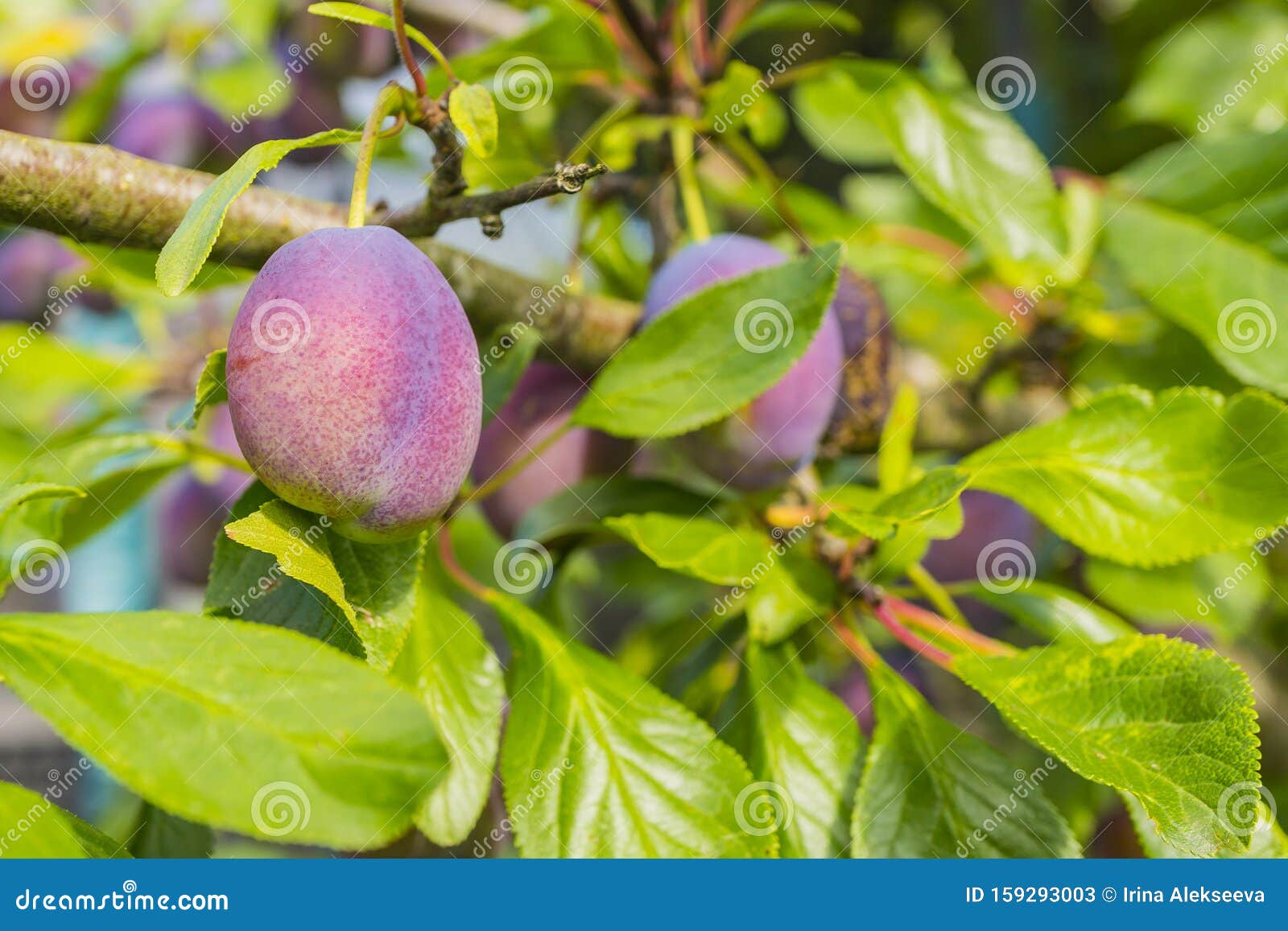 mature purple plum prunus domestica on the branches of a tree. soft focus. selective focus