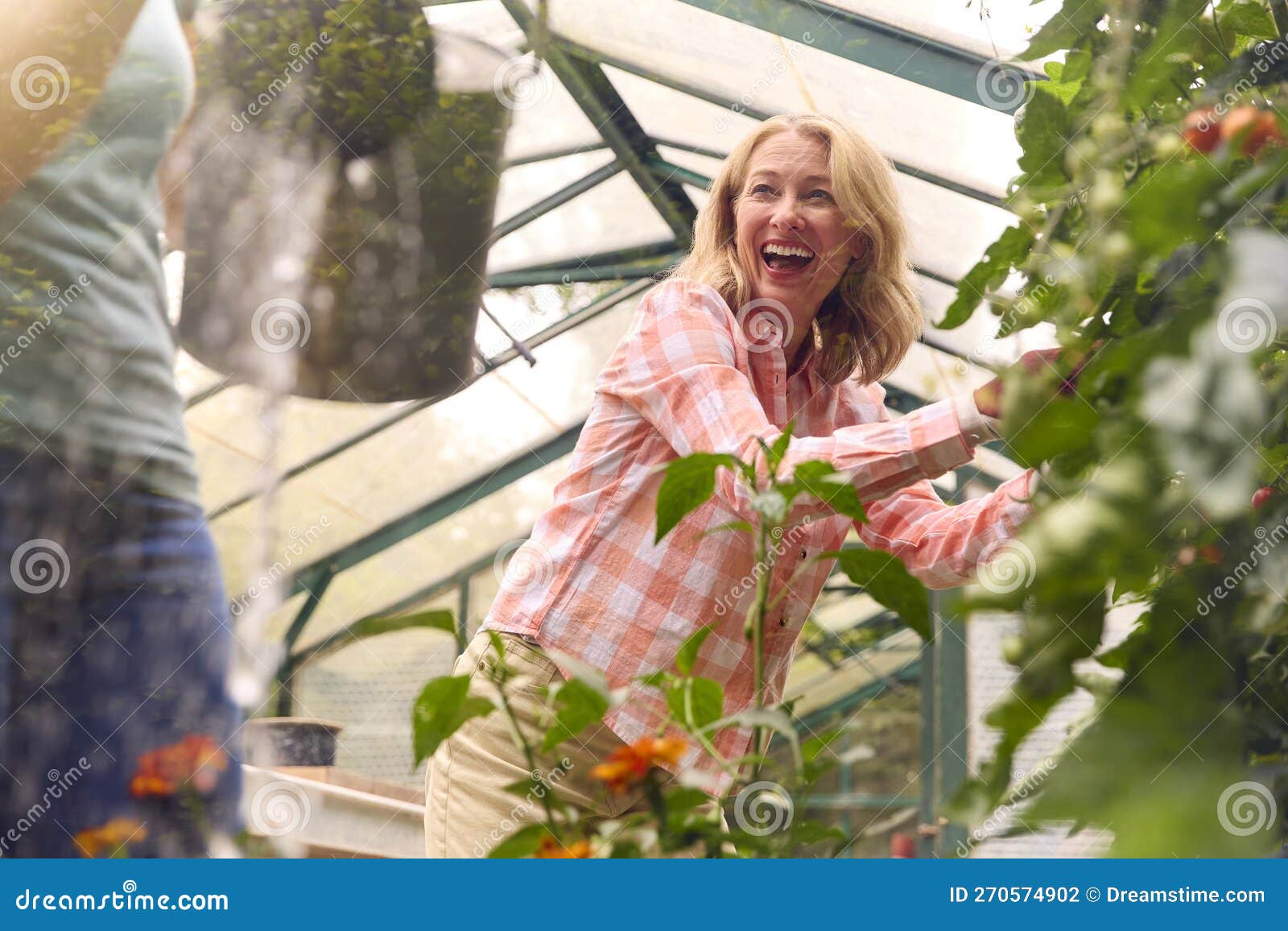 Mature Same Sex Female Couple Working in Greenhouse Watering Plants Together Stock Photo