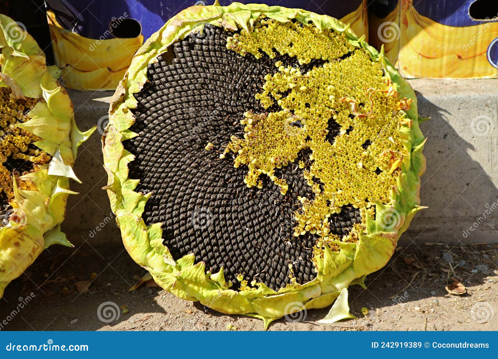 Mature Sunflower Disc Floret with Uncountable Edible Seeds in Local ...