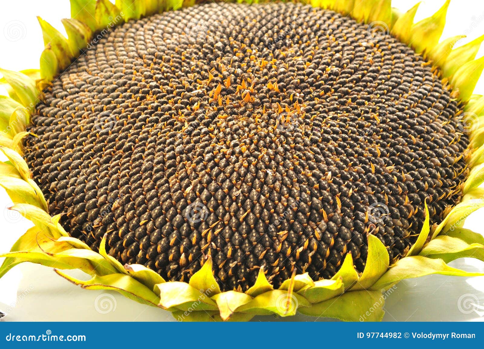 Mature Sunflower Head with Seeds Stock Photo - Image of autumn ...