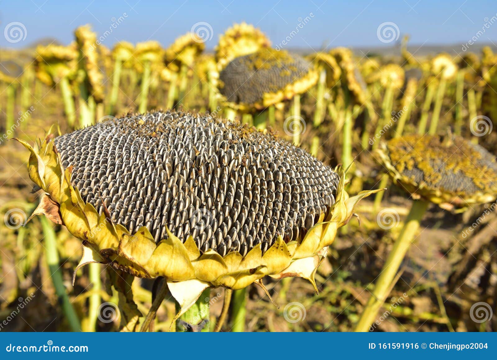 Mature sunflower seeds stock photo. Image of harvest - 161591916