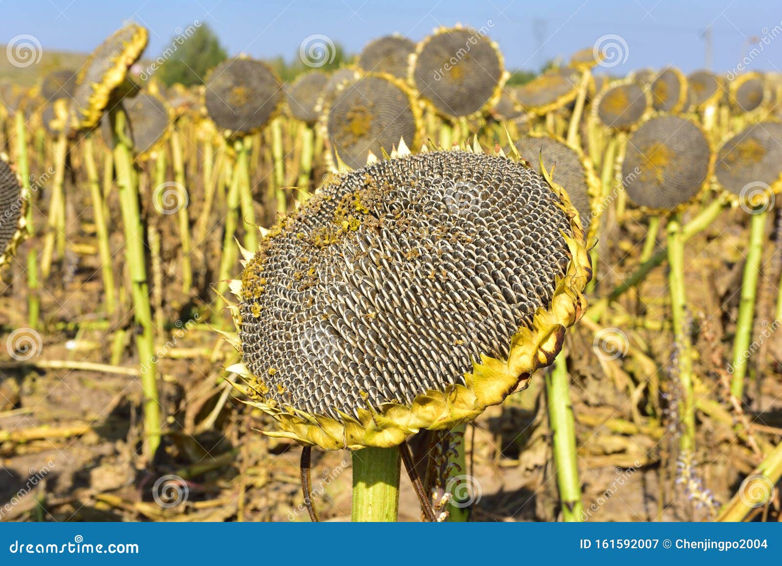 Mature sunflower seeds stock image. Image of shell, extract - 161592007