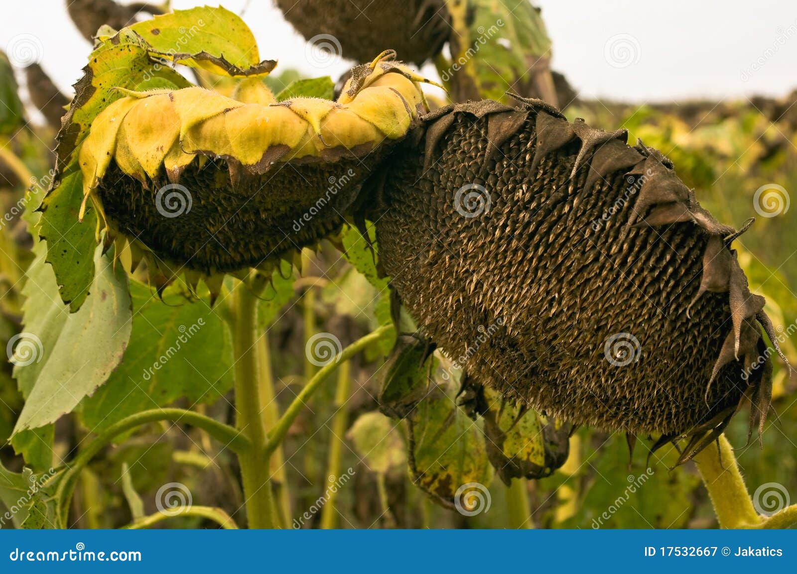 Mature sunflowers stock image. Image of agriculture, sunflower 17532667