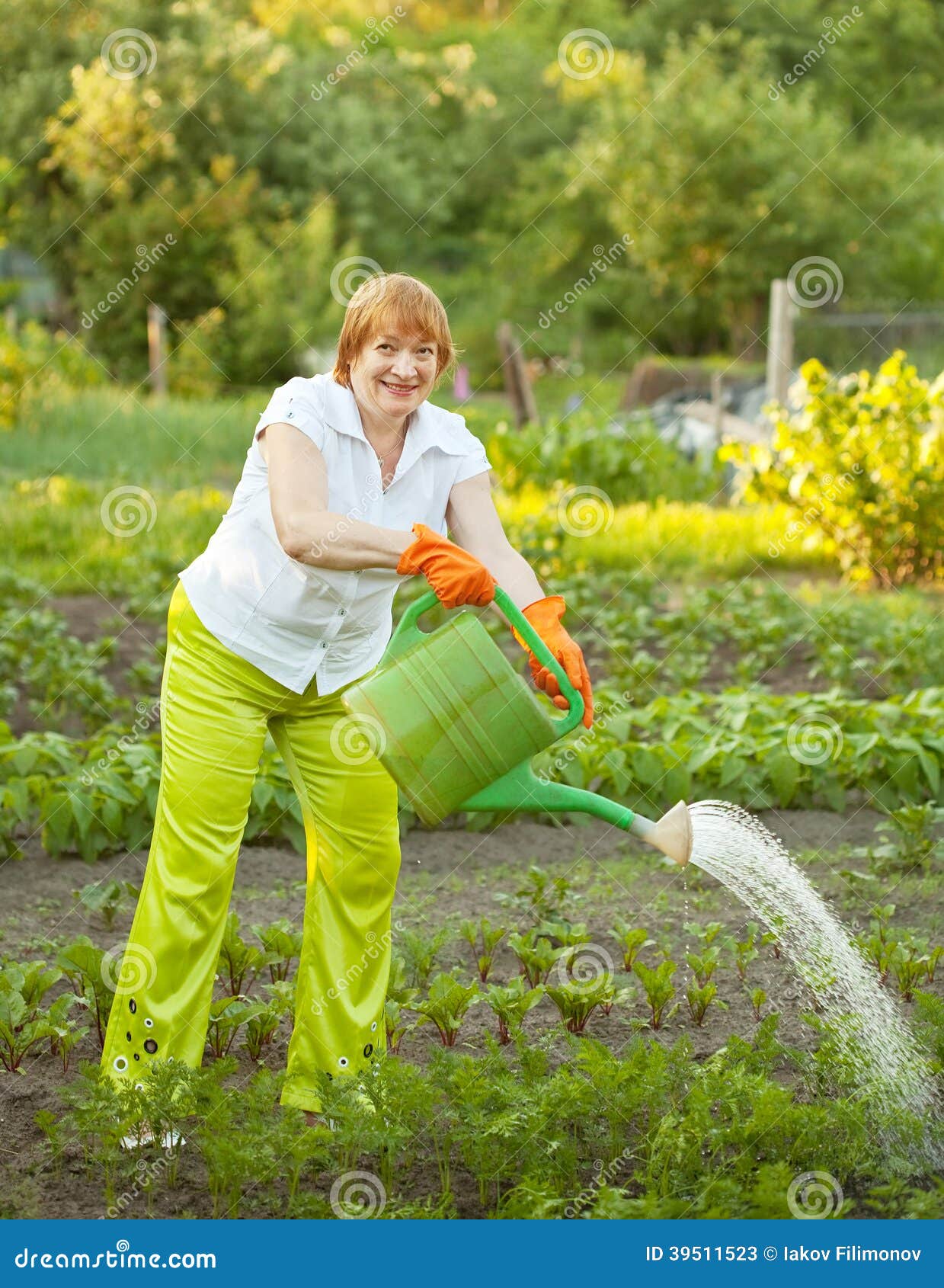 Mature Woman Watering Plant Stock Image - Image of activity, person ...