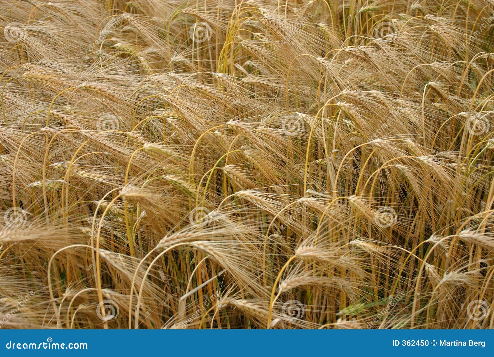 matures barley