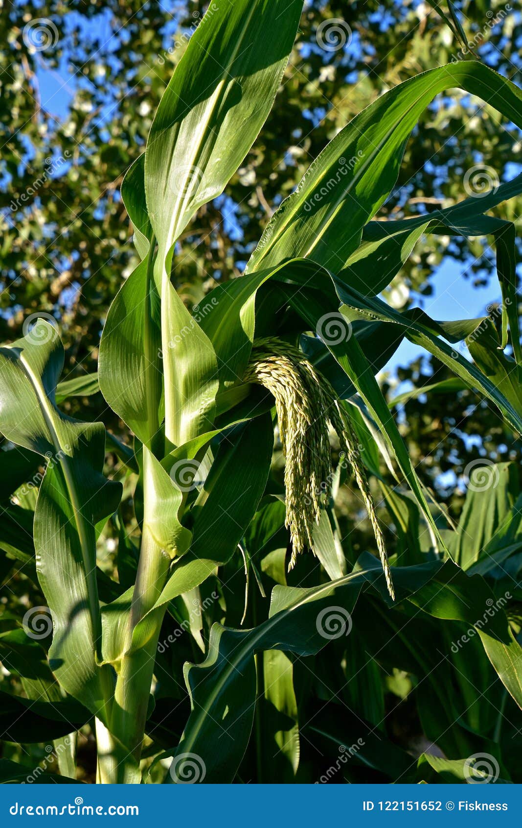 Maturing Tassel from a Sweet Corn Stock Stock Photo Image of food