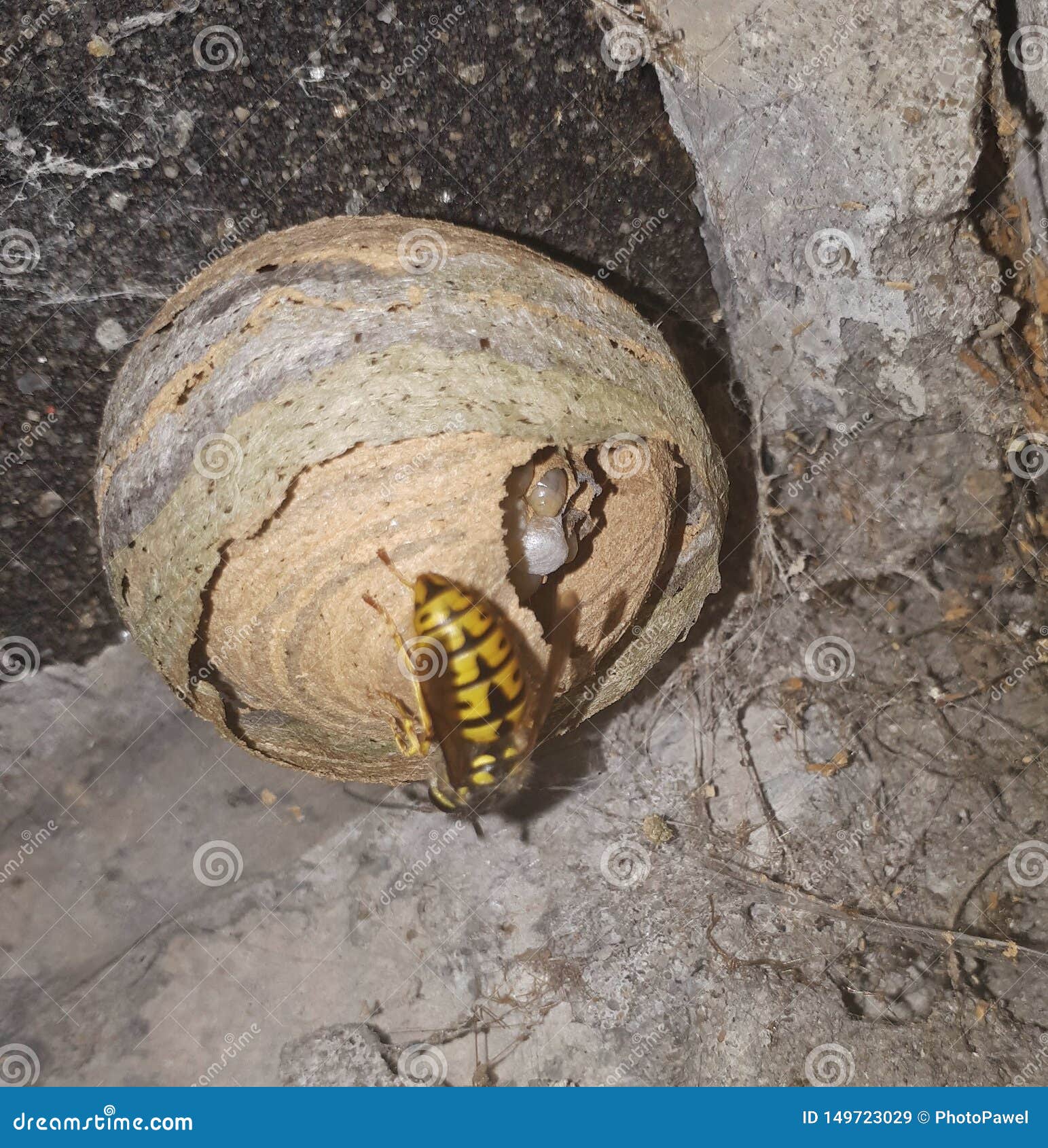 Maturing Wasp Nest Built Under the Eaves Stock Image Image of control, identification 149723029