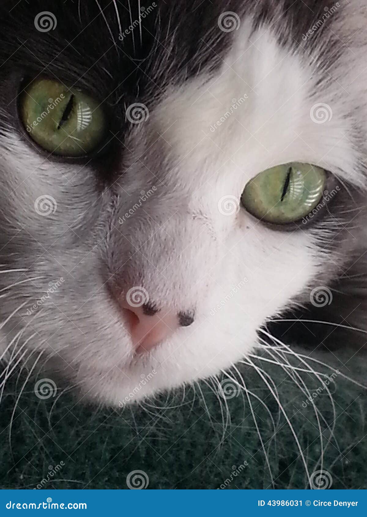 black and white spotted cat with green eyes