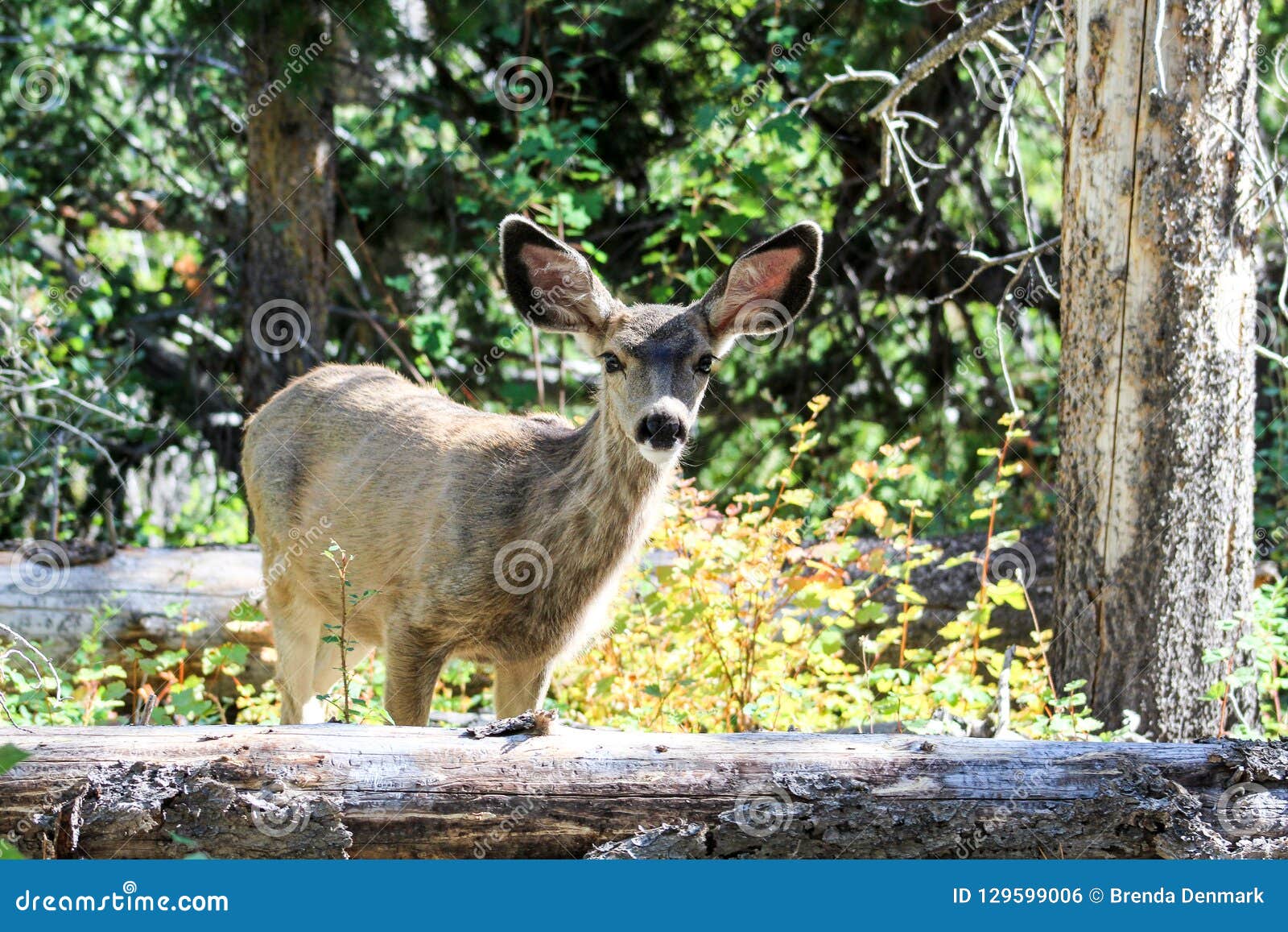 Maultierhirsche in Rocky Mountain National Park Stockfoto Bild von