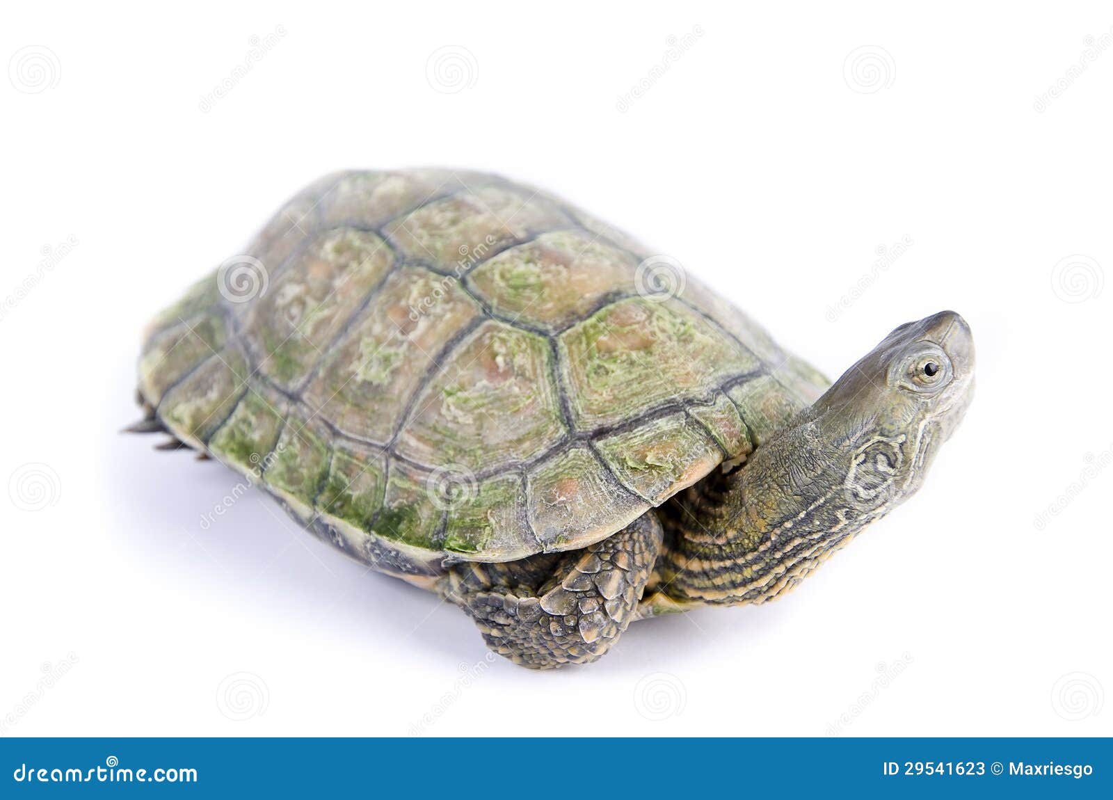 Mauremys Leprosa Caspica (Galapago Leproso) Stock Image - Image of ...