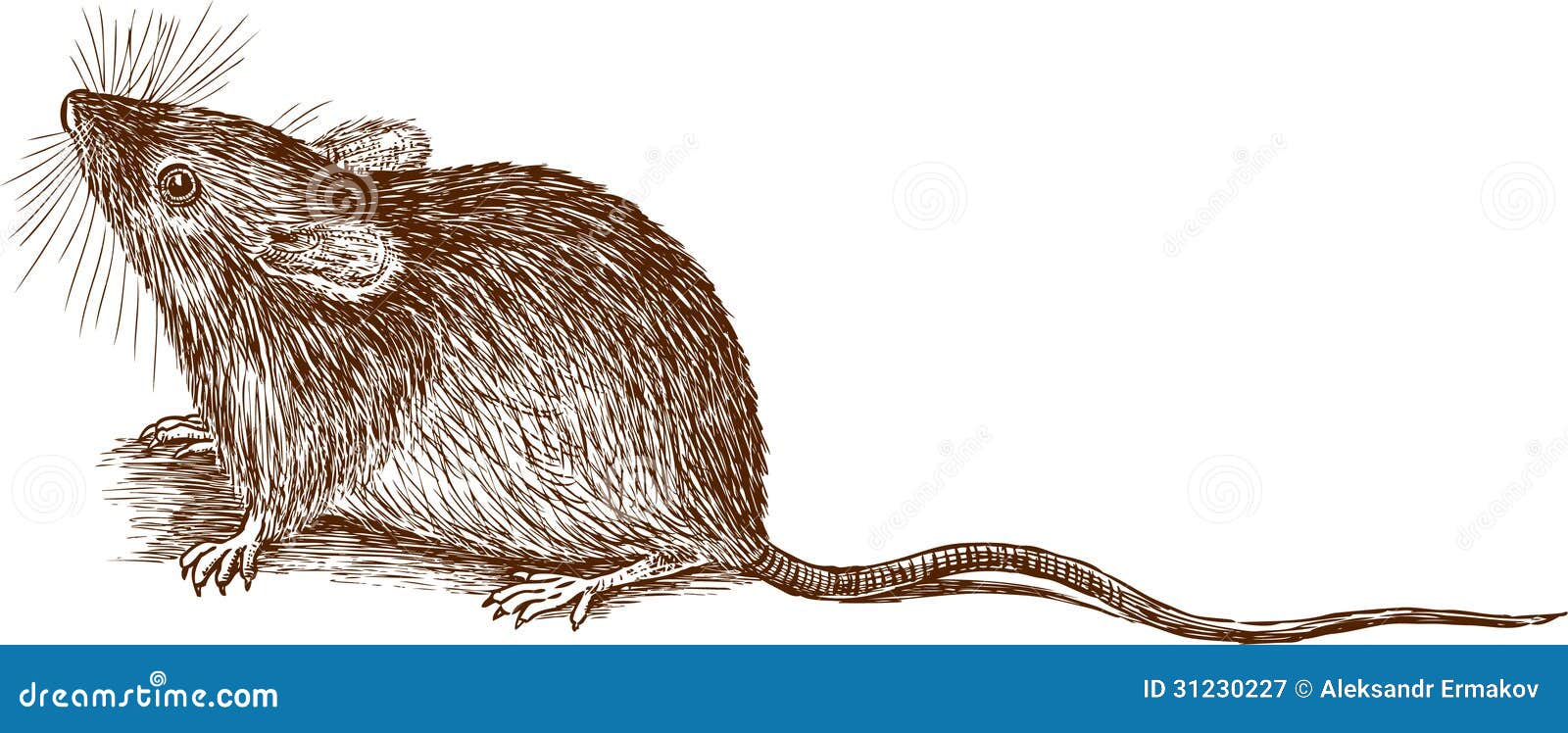 Maus vektor abbildung. Illustration von tier, gezeichnet - 31230227