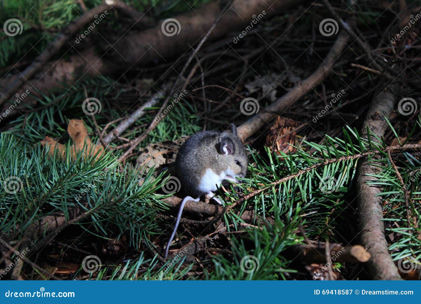 Maus auf Forest Floor stockbild. Bild von unterholz, wald 69418587