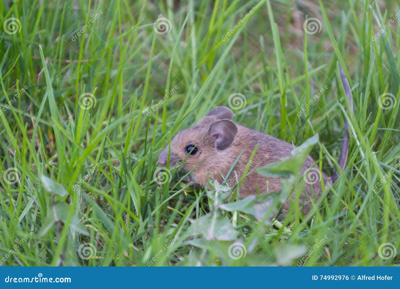 Maus, die im Gras sitzt stockfoto. Bild von inländisch - 74992976