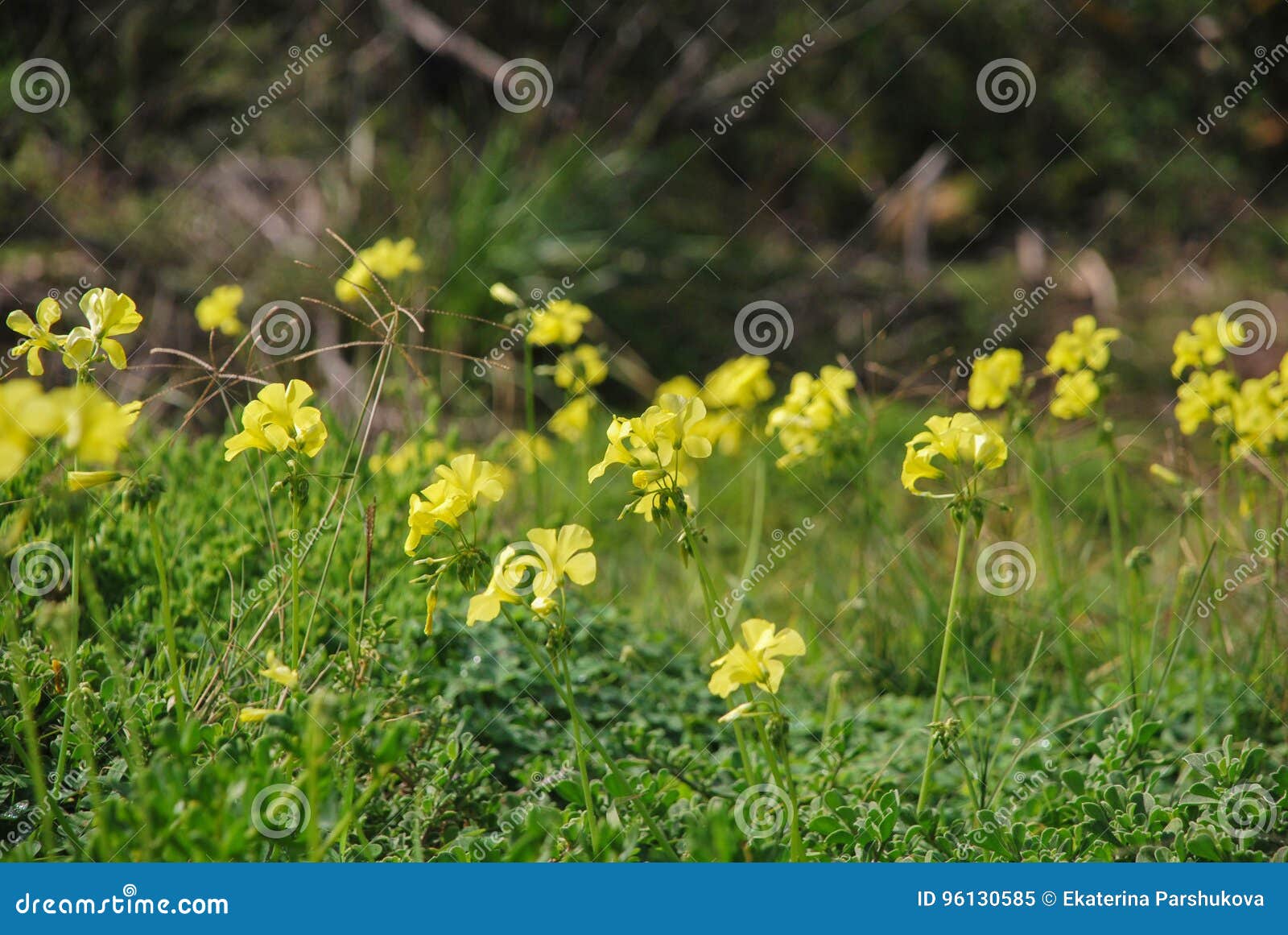 Mauvaise Herbe D'Oxalis, Tueur De La Pelouse, Fleurs Jaunes Image stock -  Image du pelouse, simplement: 96130585