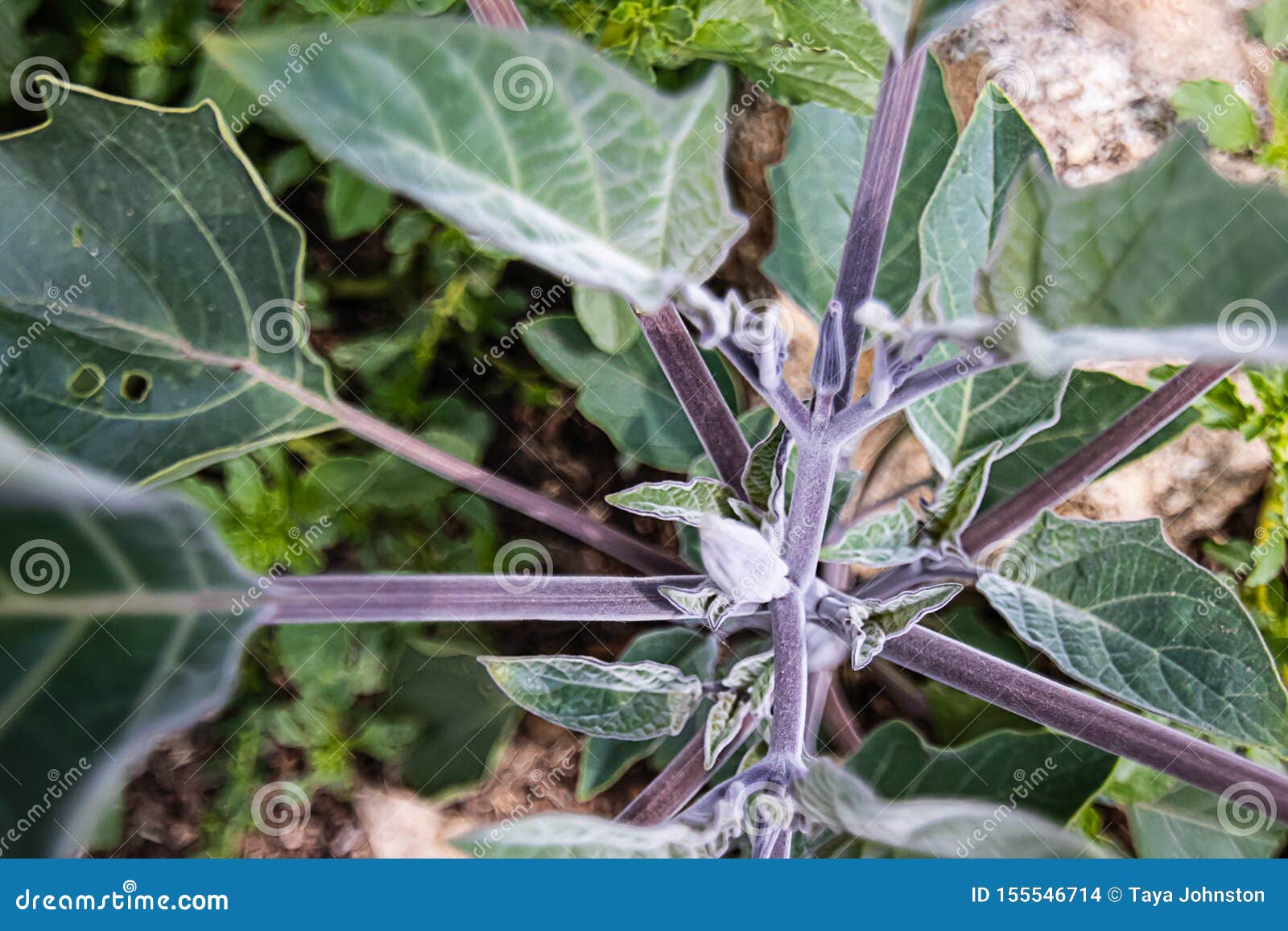 Mauvaise Herbe Dentelée Large De Feuille De Bord De Tiges Pourpres Et De  Veines Blanches De Points D'entrée Et De Sortie Photo stock - Image du  texture, pétale: 155546714