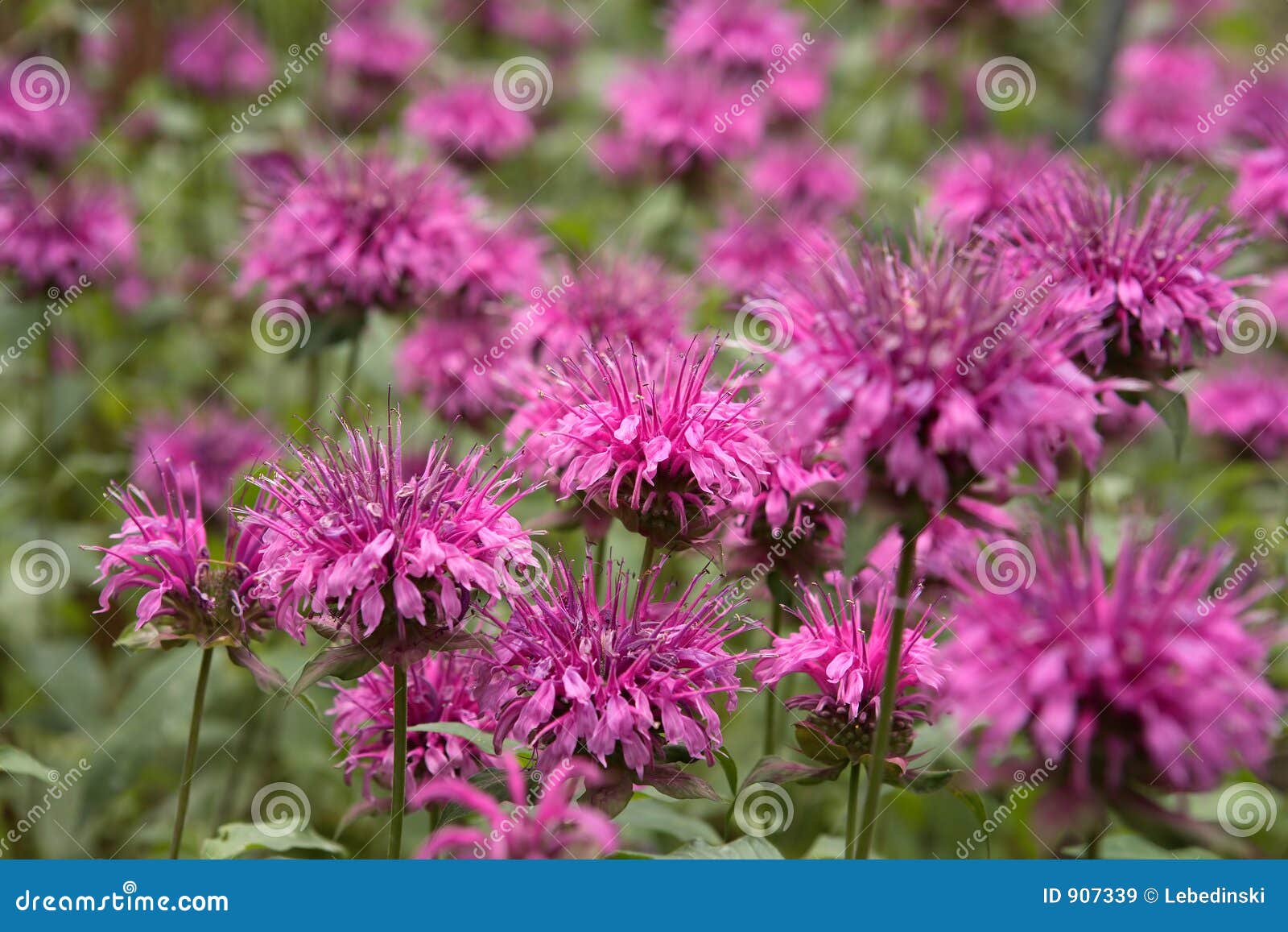 Mauve flowers stock image. Image of summer, springtime 907339