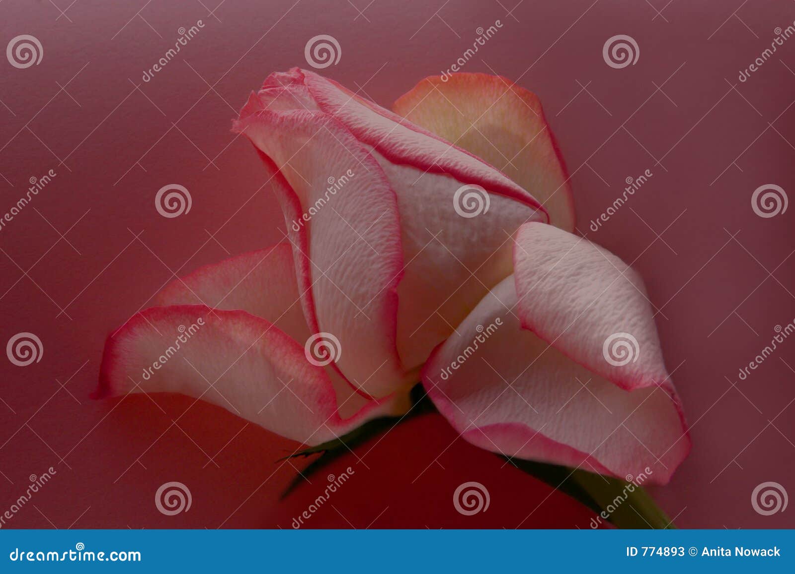 mauve rose