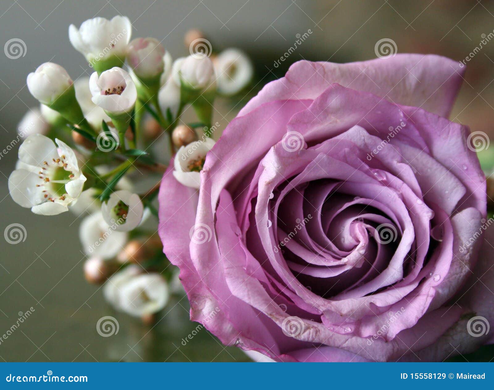 mauve rose in bloom