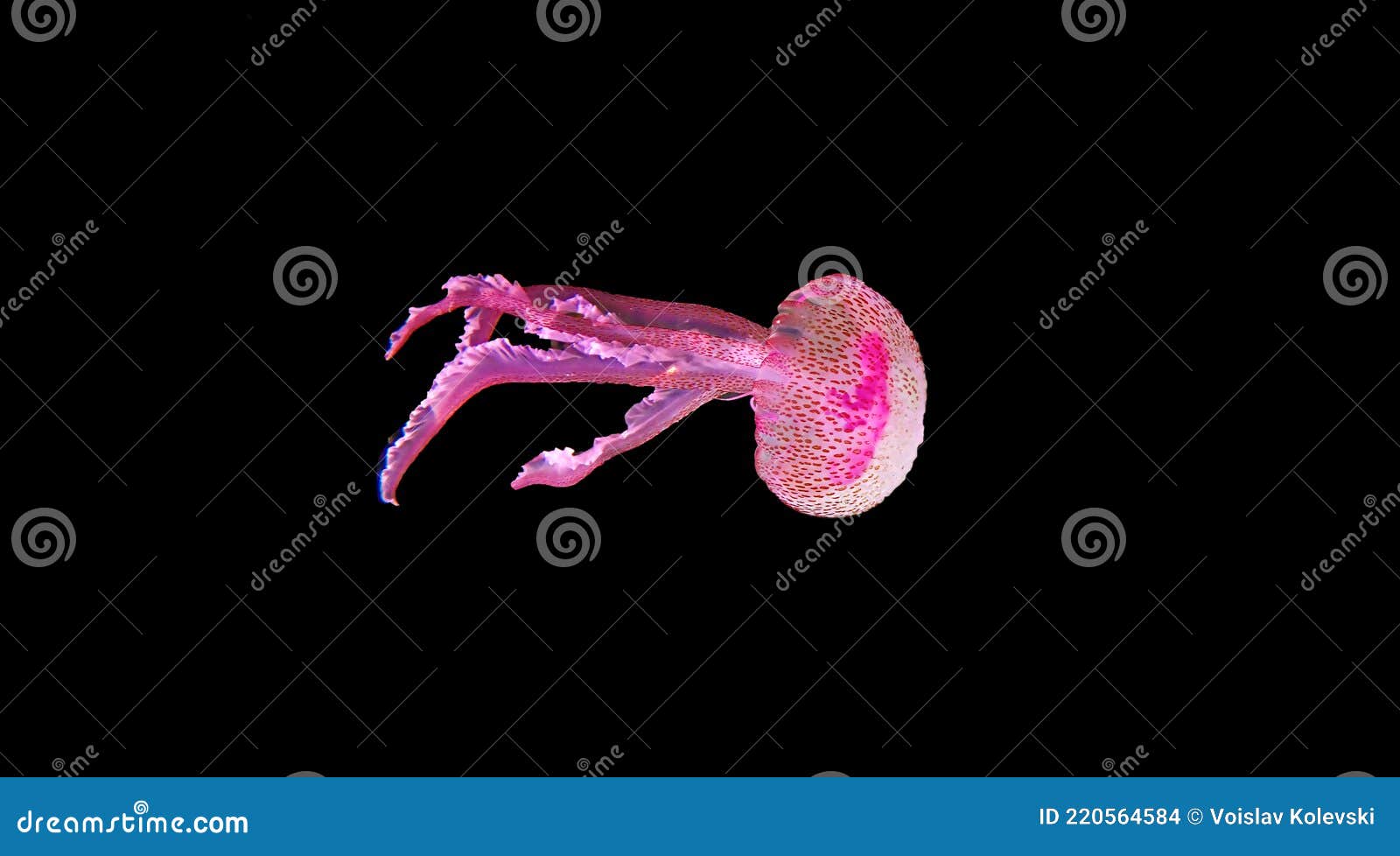 mauve stinger purple jellyfish - pelagia noctiluca