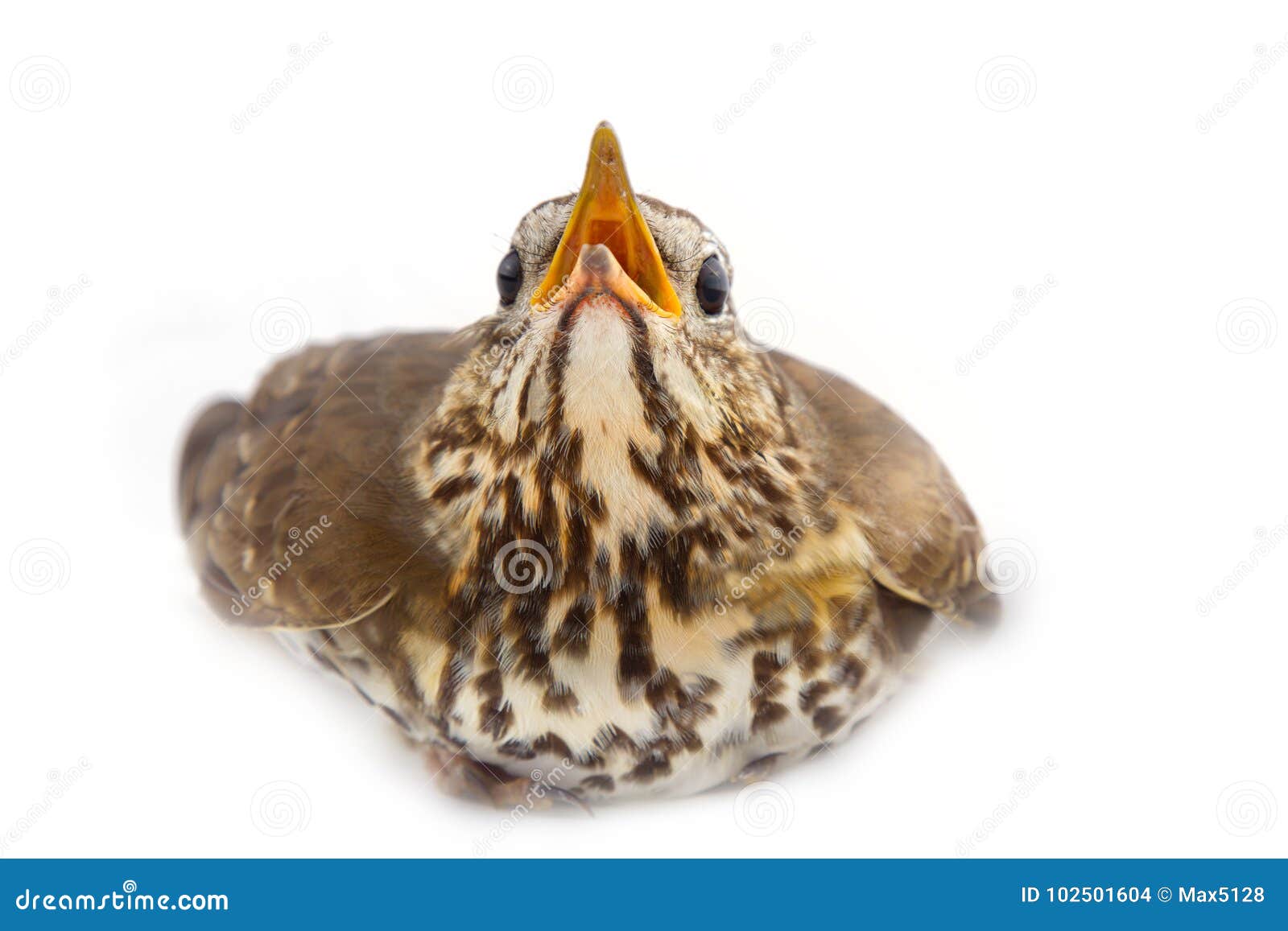 mavis, turdus philomelos, closeup portrait